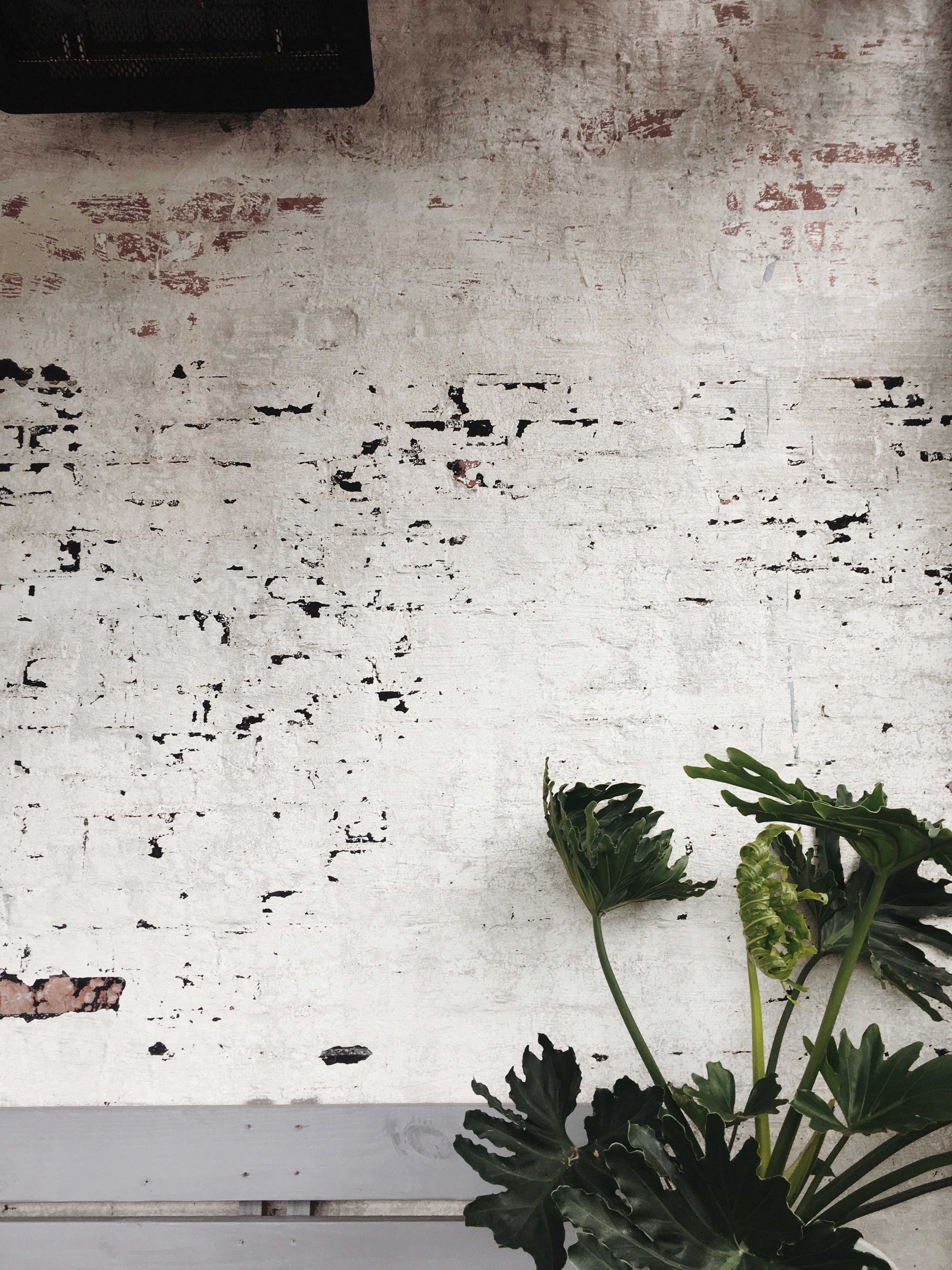 a green plant with large leaves under a worn out white brick wall, plant against a wall 4k, Phone HD Wallpaper