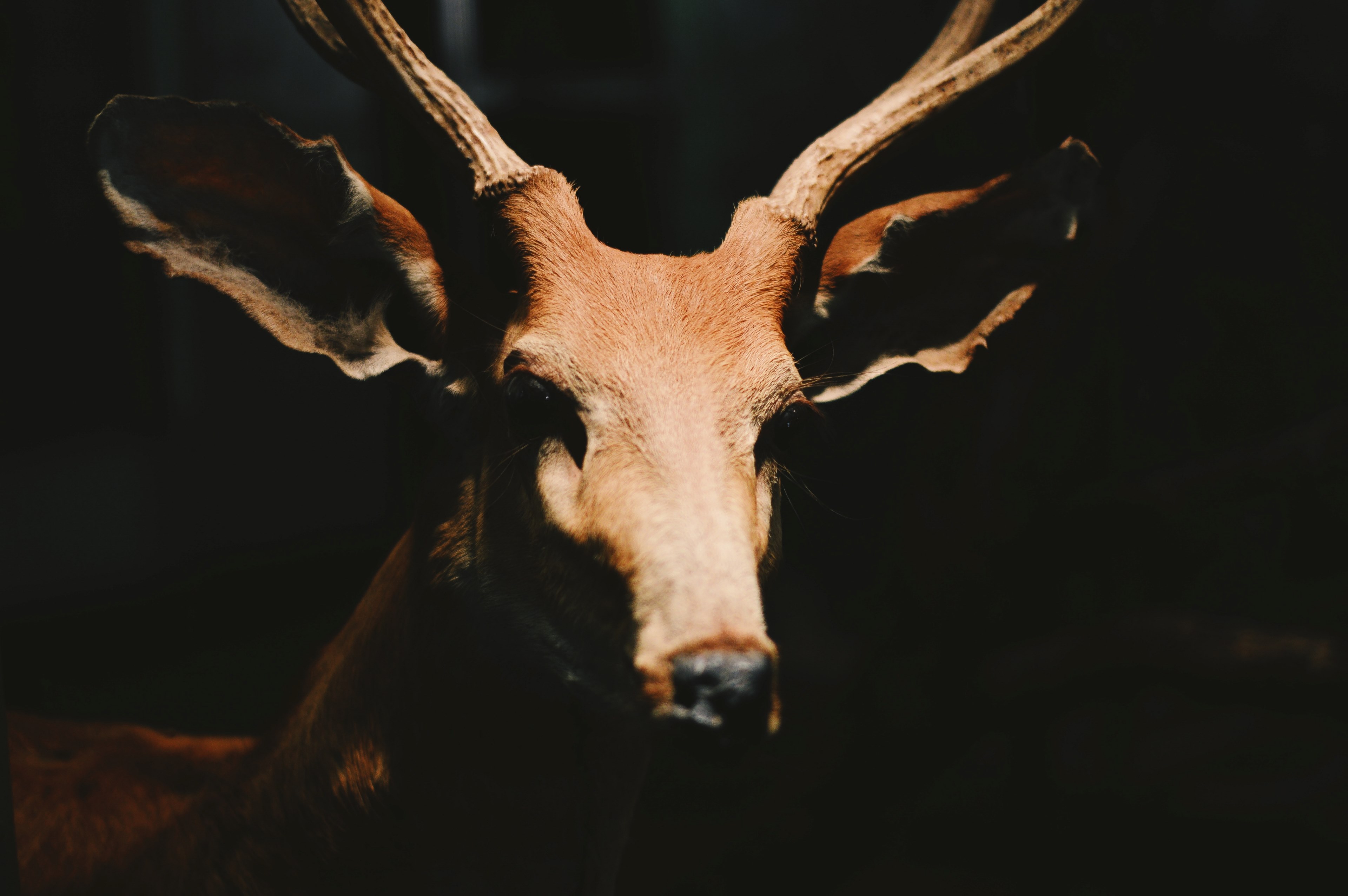 stag antler deer and wildlife 4k, HD Wallpaper
