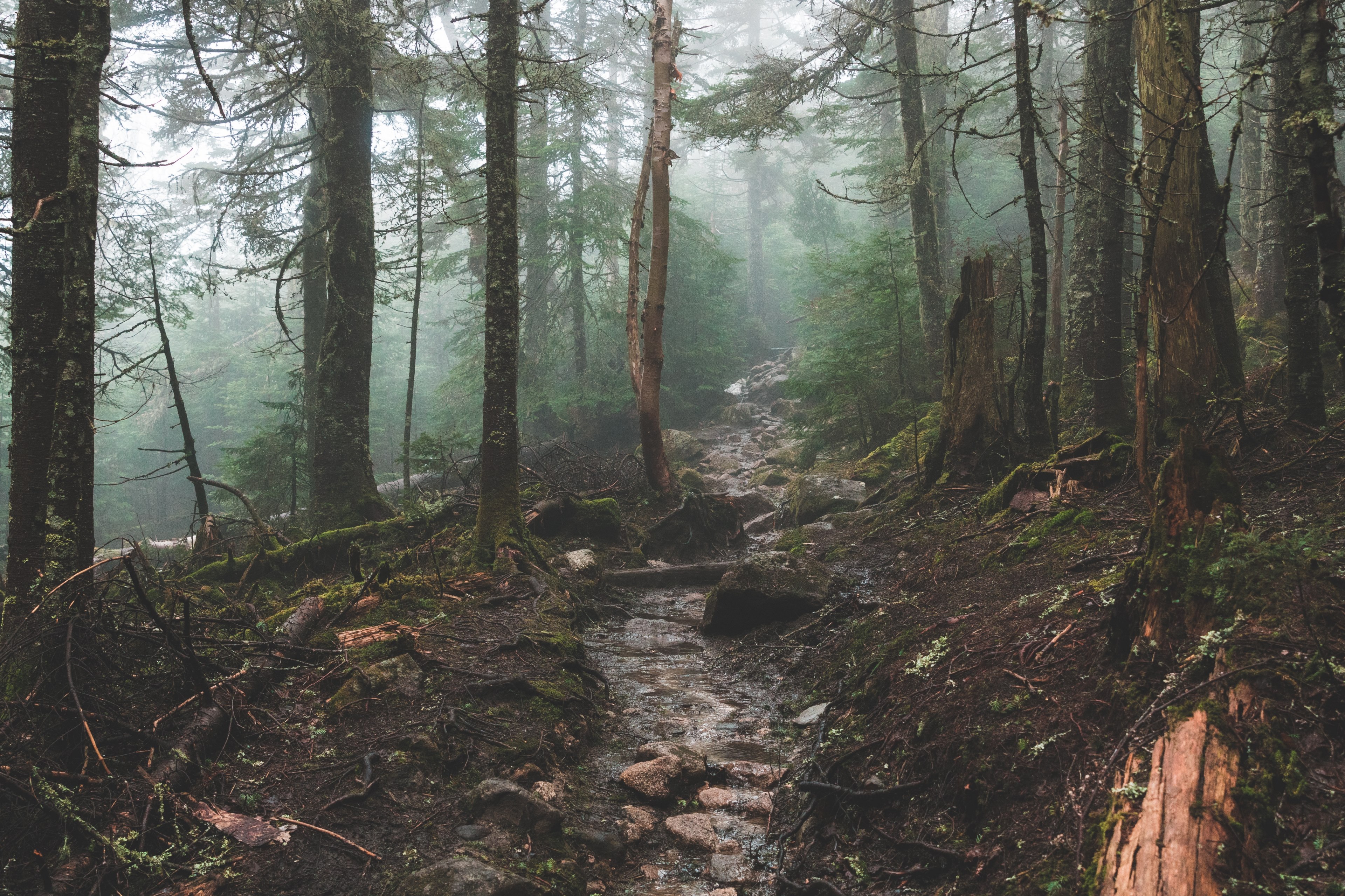a small rocky creek in a forest on a foggy day, misty forest creek 4k, HD Wallpaper