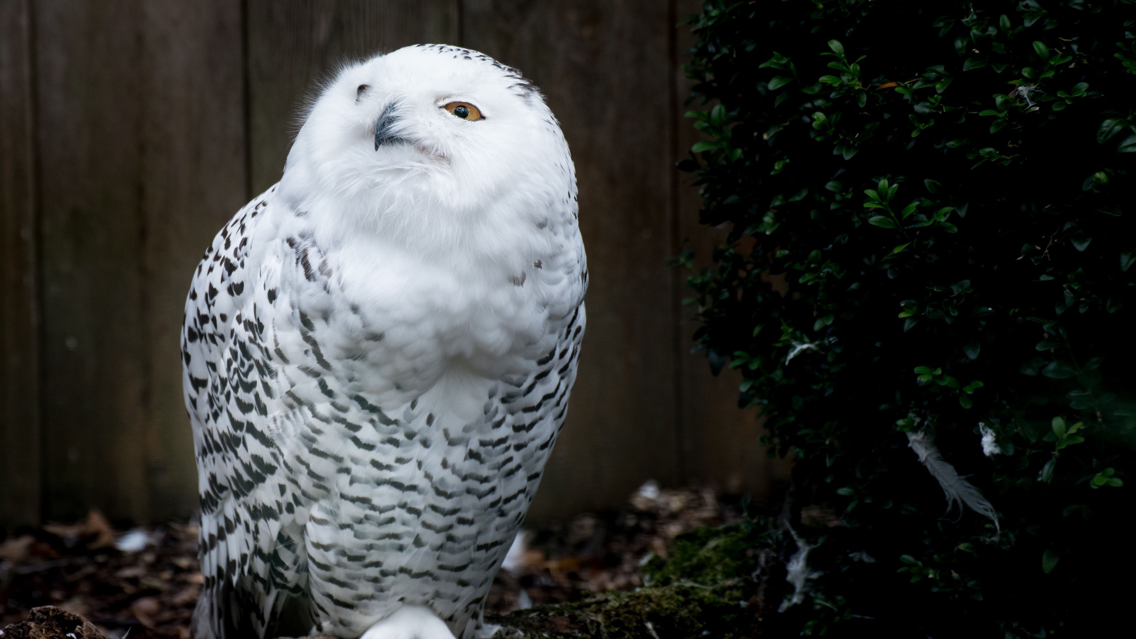 owl, bird, predator, white, 4k, HD Wallpaper