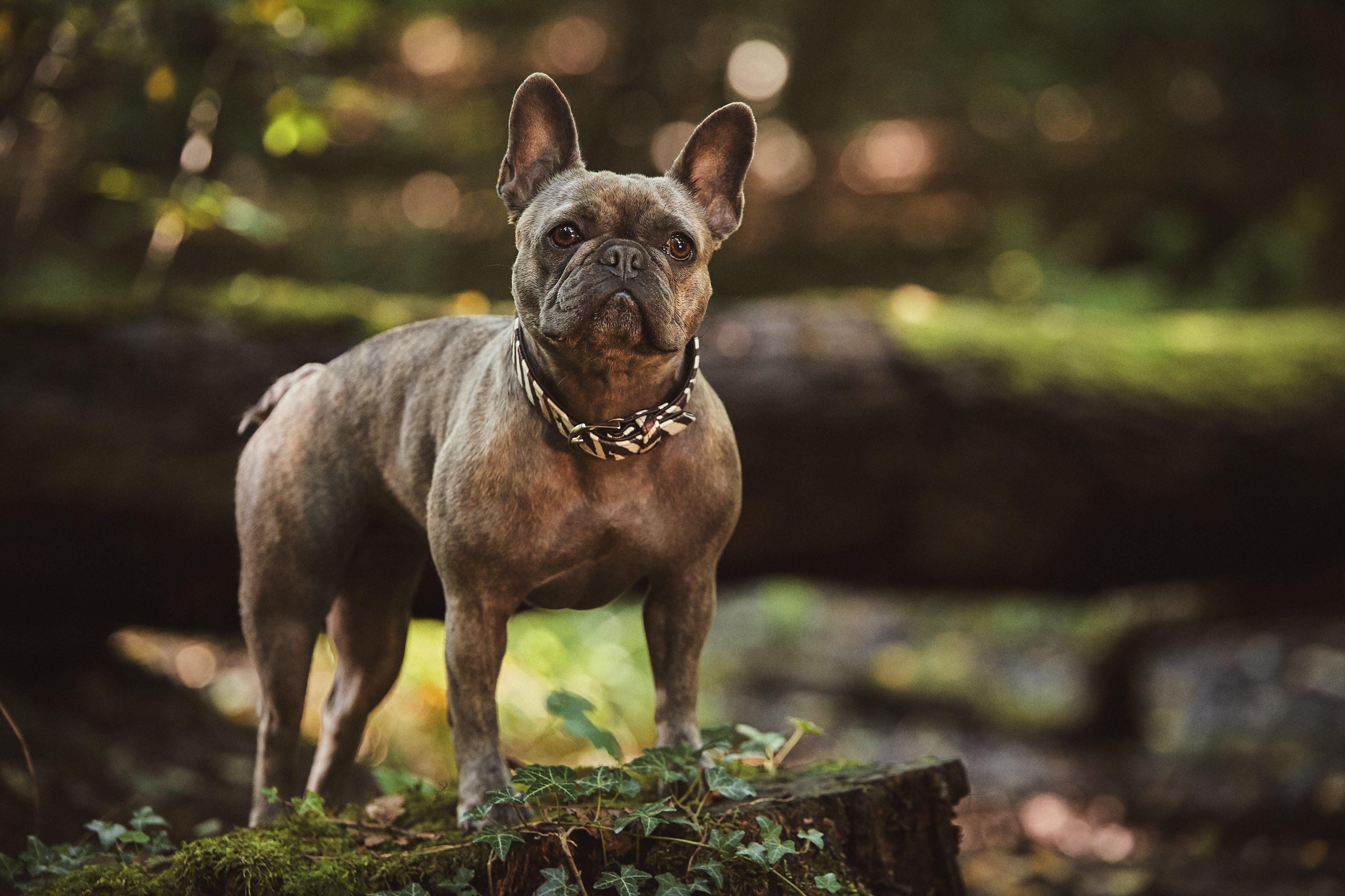 dog pet puppy and pup 4k, HD Wallpaper