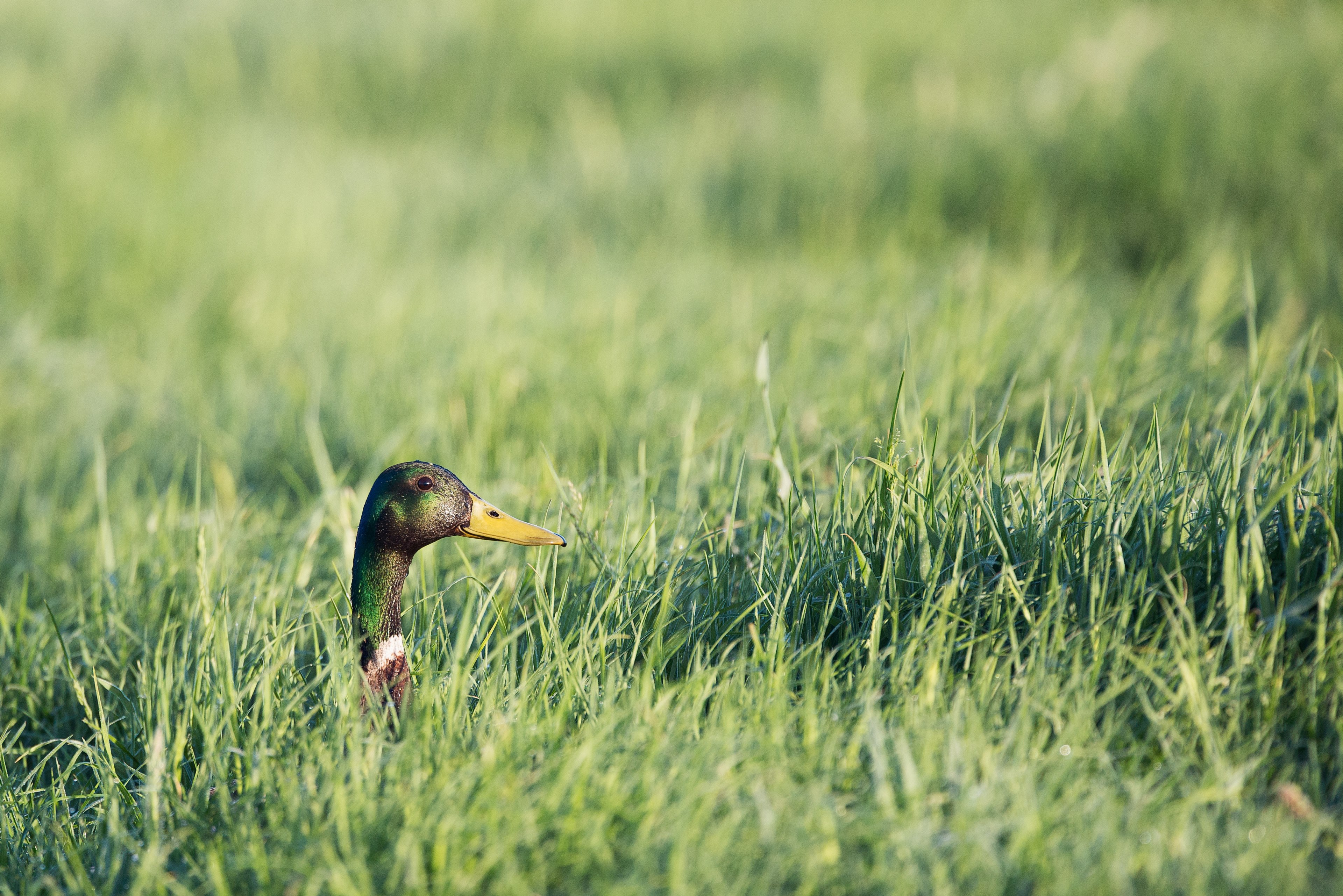 duck grass duck in grass and wildlife 4k, HD Wallpaper