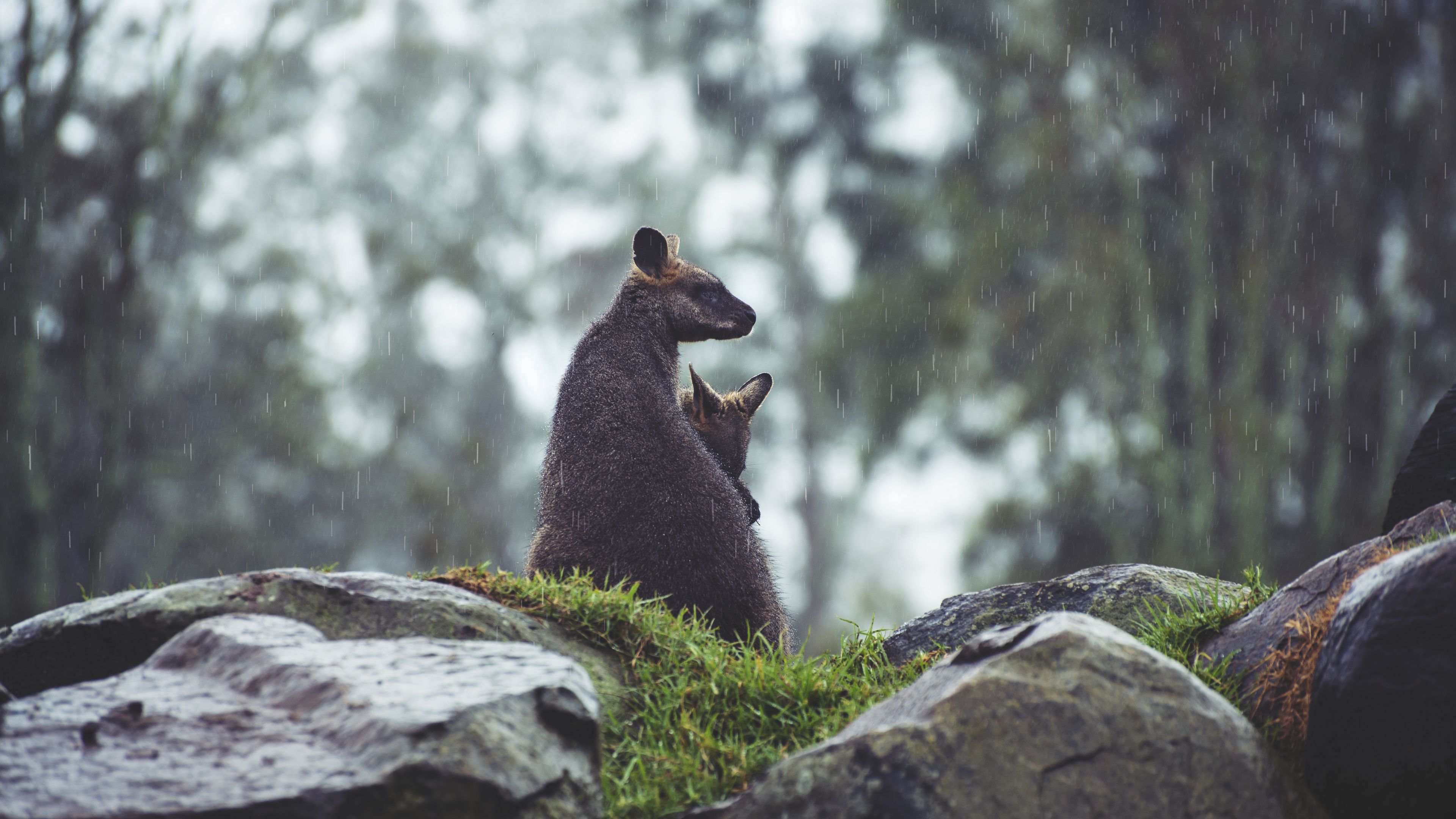 kangaroo, couple, cub, grass, stones, rain, 4k, HD Wallpaper
