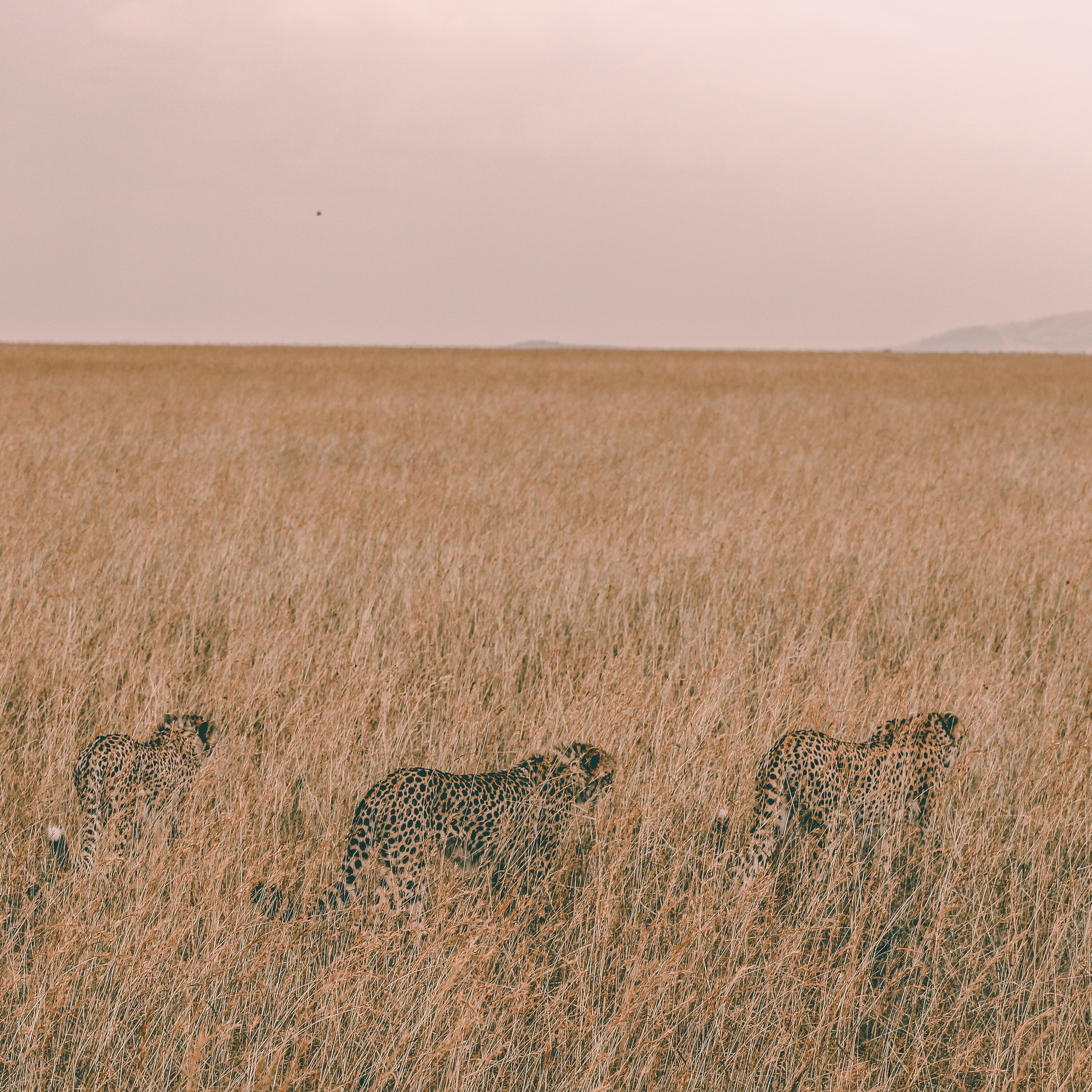 brothers on the hunt 4k, HD Wallpaper