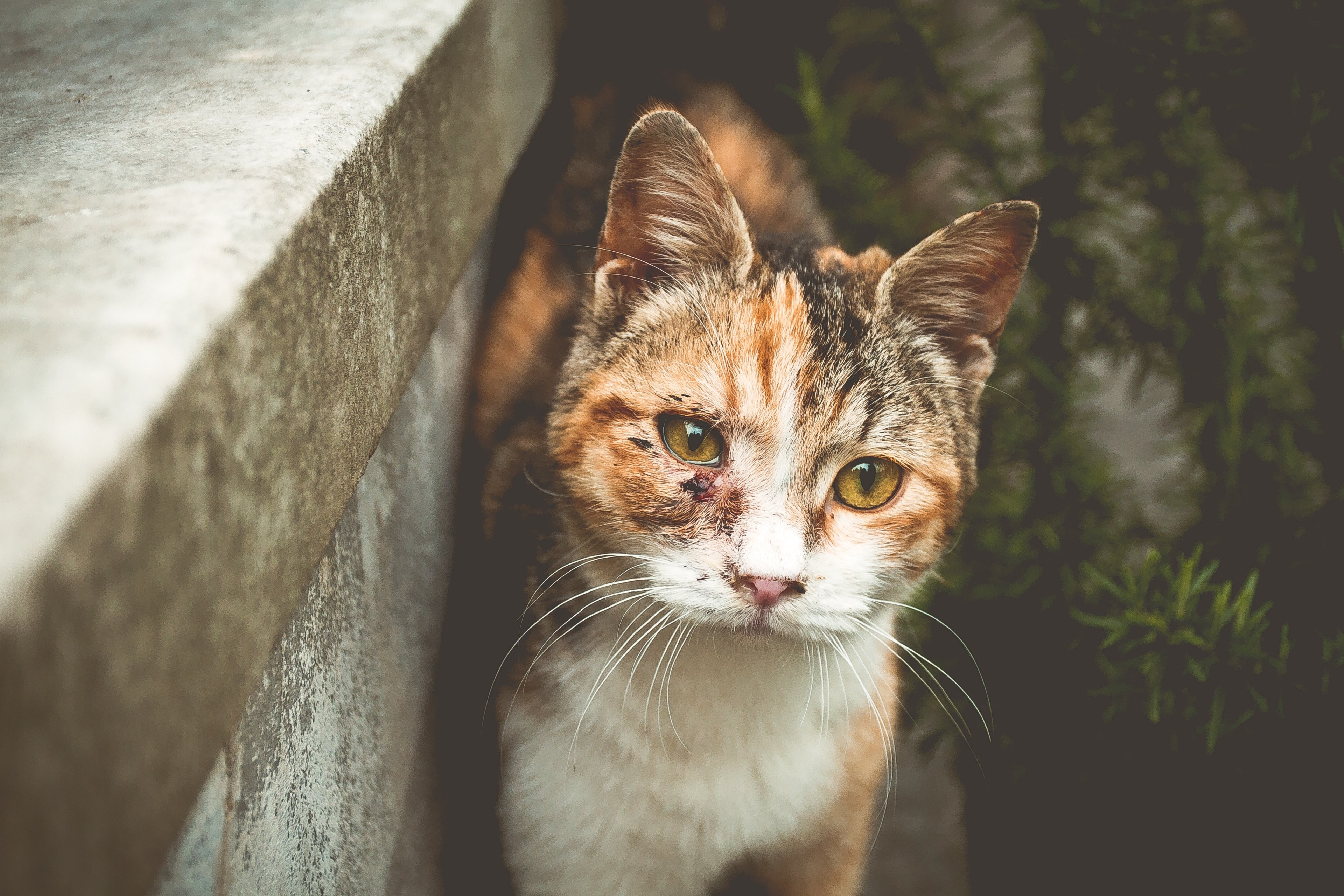 istanbul cats on the street 4k, HD Wallpaper