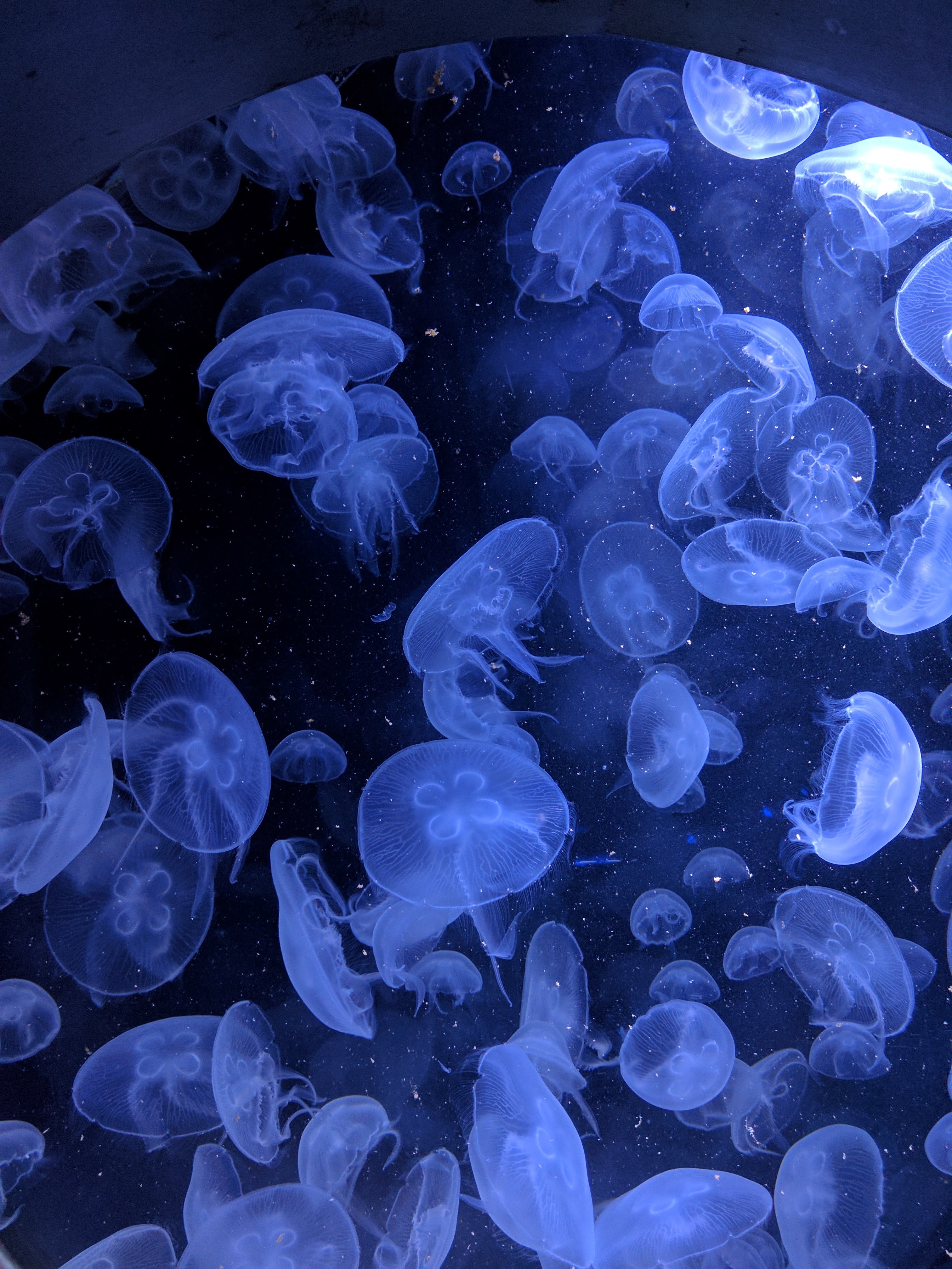 dancing jelly fish 4k, Phone HD Wallpaper