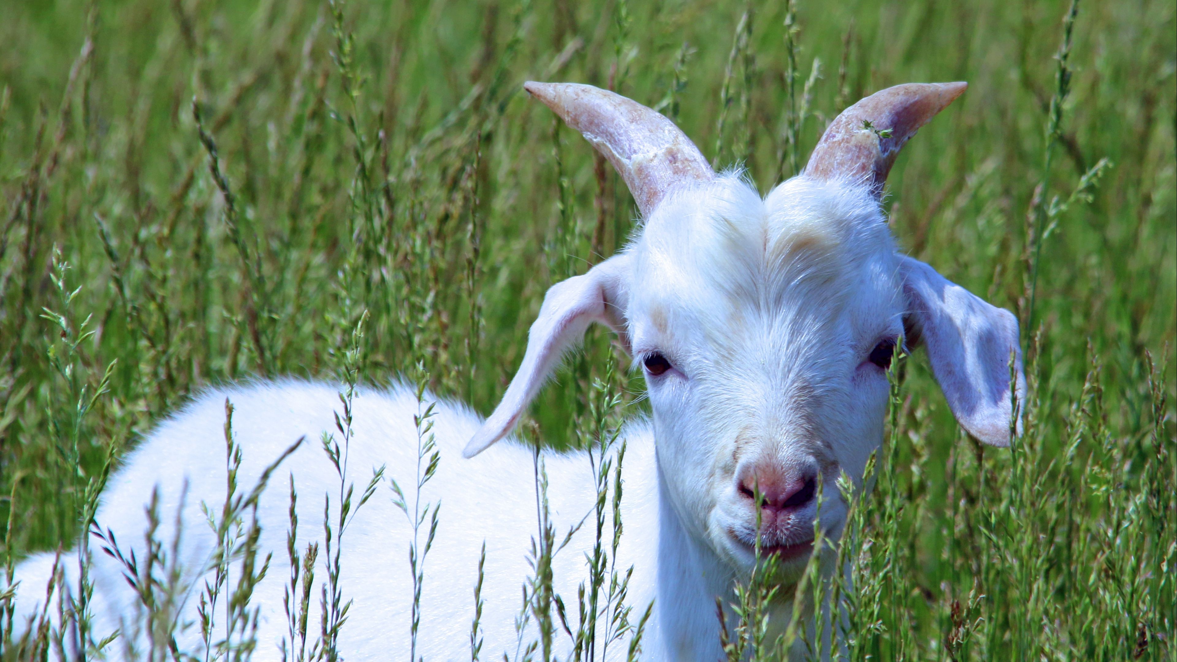 goat, cub, grass, walk, 4k, HD Wallpaper