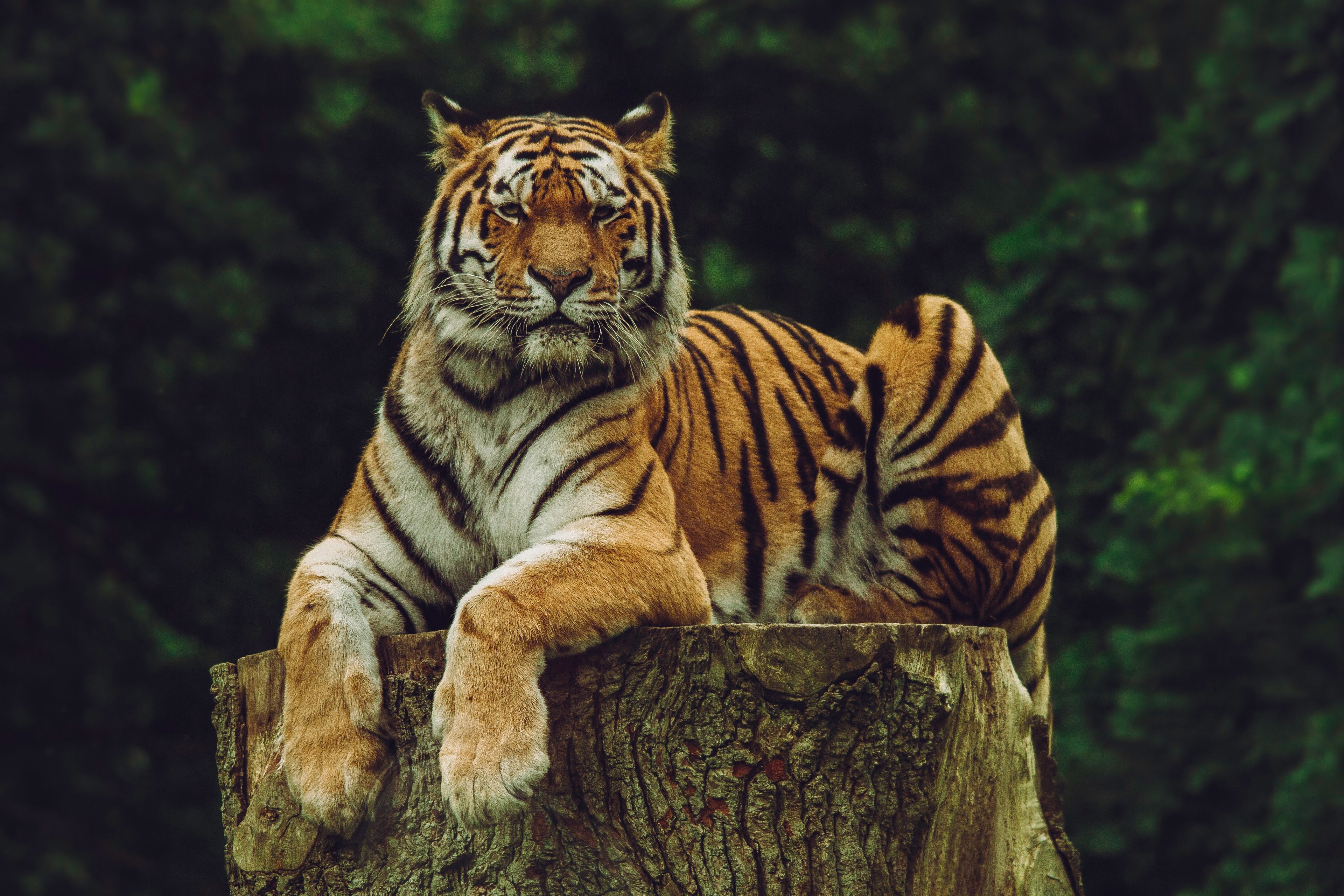 tiger sitting atop thick tree stump with dense green trees behind knuthenborg safaripark, siberian tiger chillin on his log 4k, HD Wallpaper