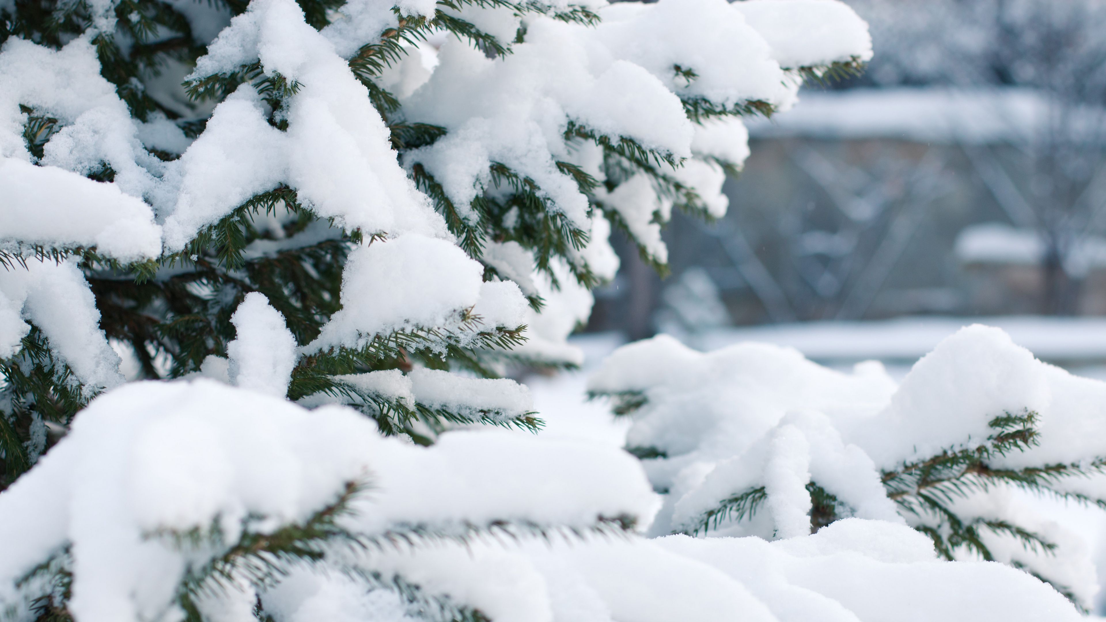 spruce, snow, winter, branches, 4k, HD Wallpaper