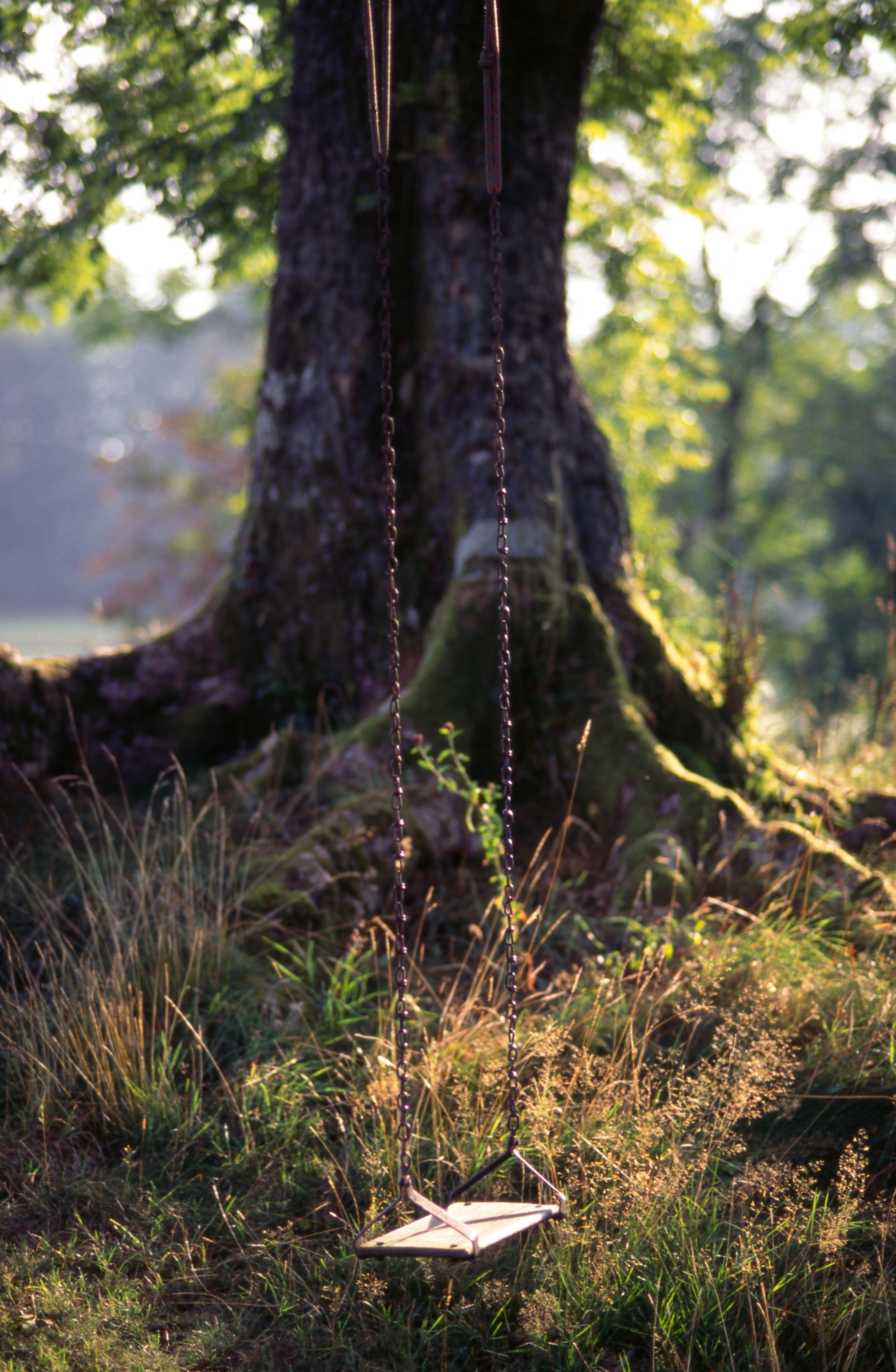 glow light summer and tree hd, 4k, Phone HD Wallpaper