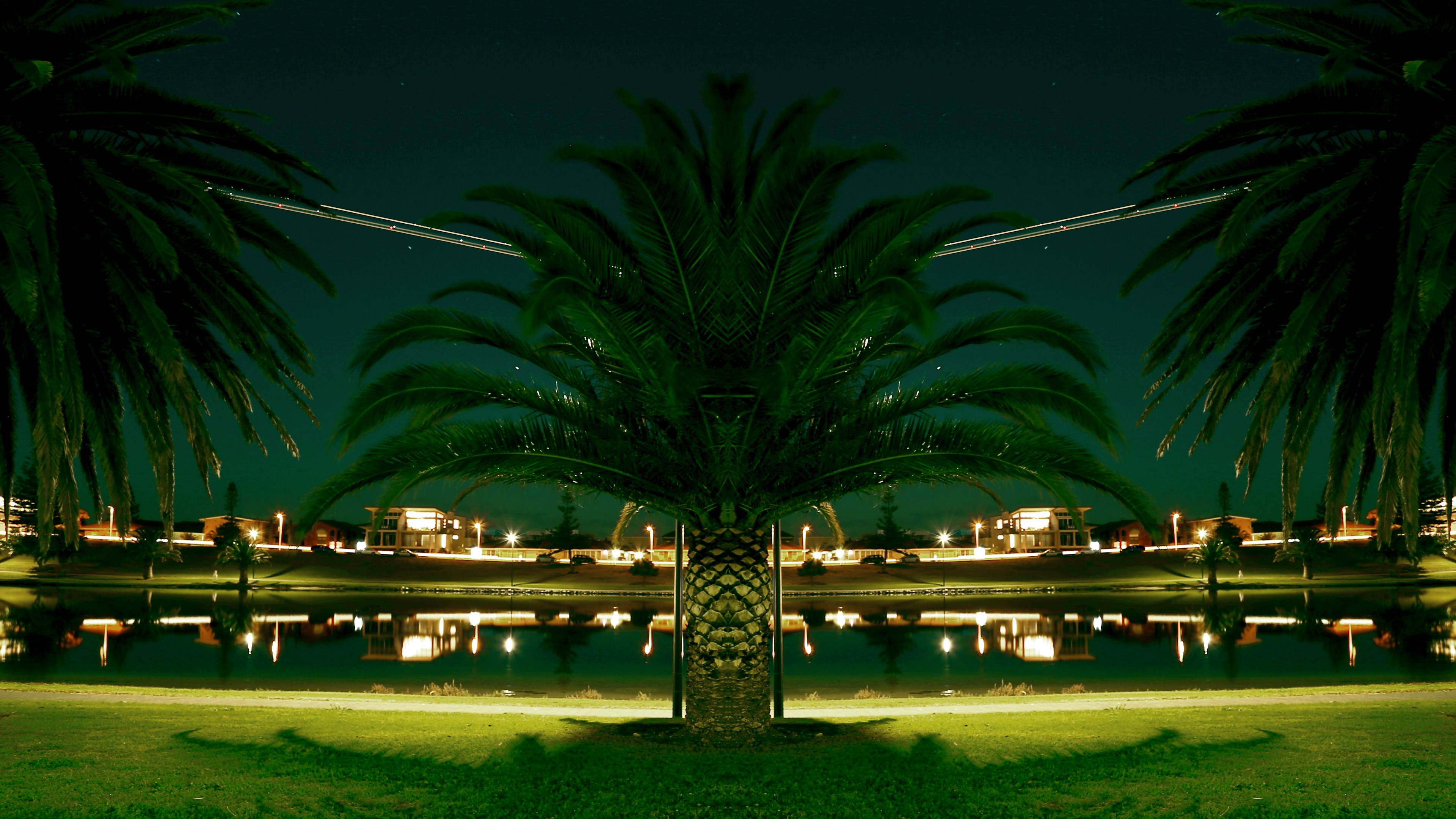 night palm palm tree and reflection 4k, HD Wallpaper