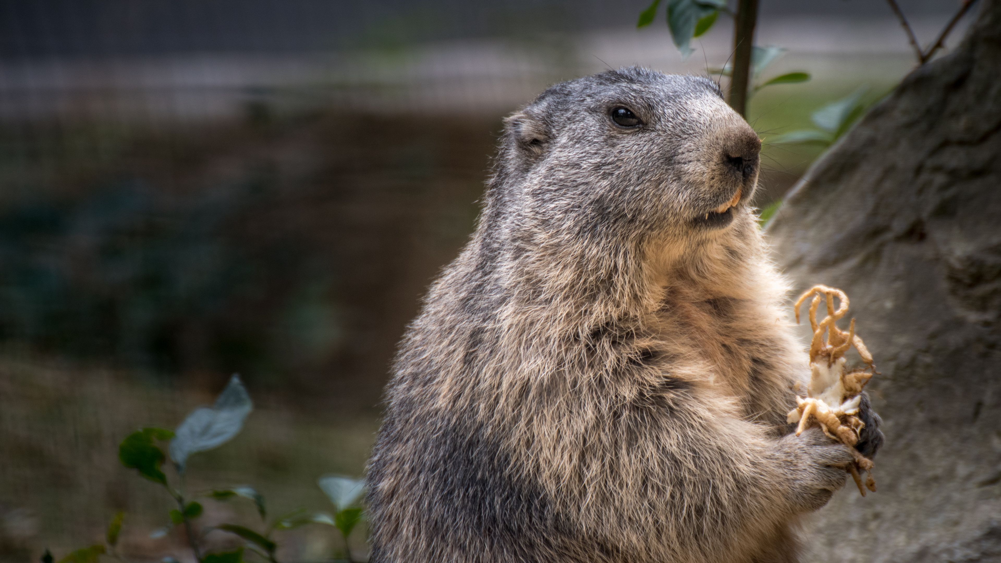 marmot, rodent, furry, 4k, HD Wallpaper