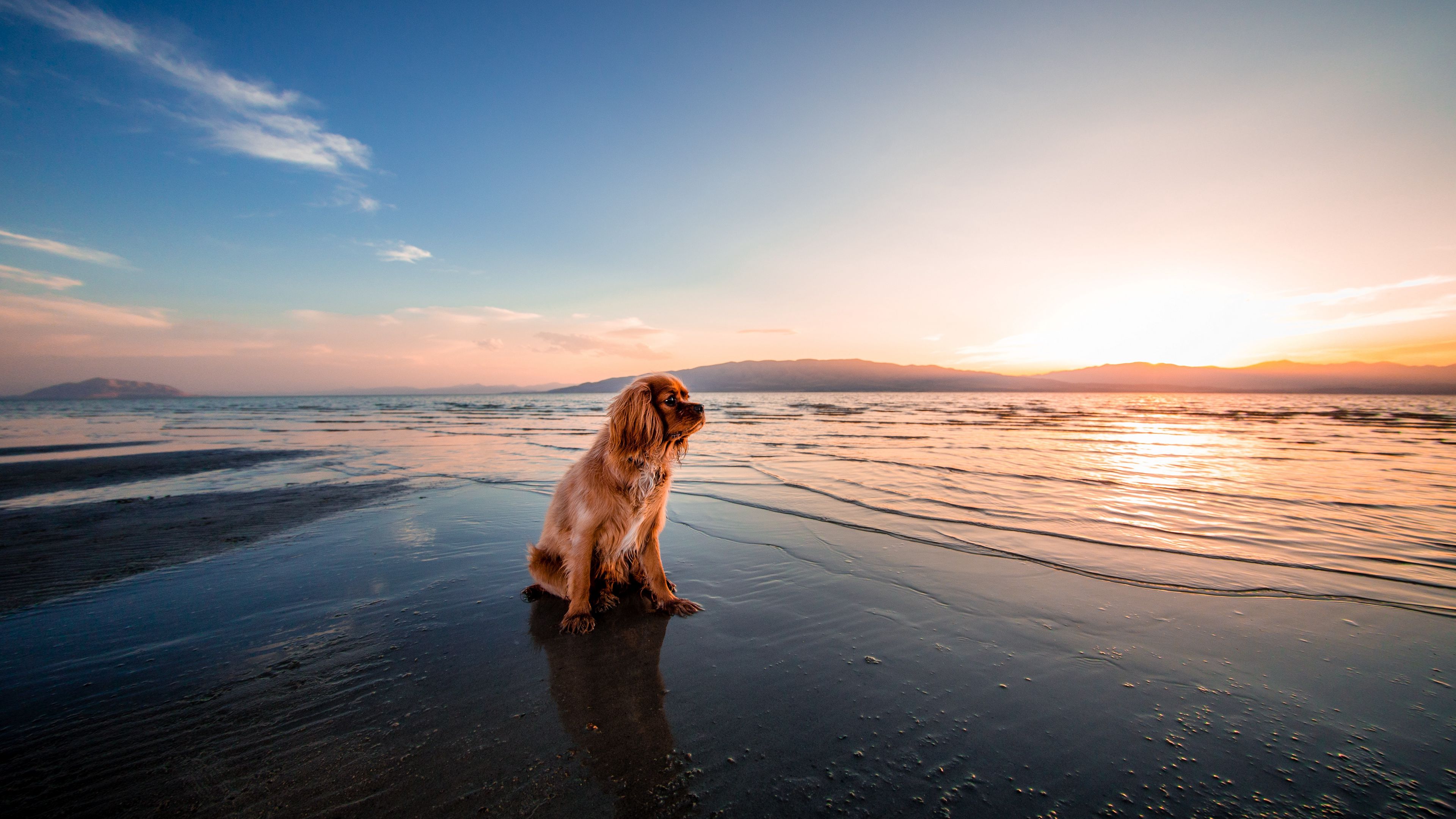 dog, sea, sitting, shore, 4k, HD Wallpaper
