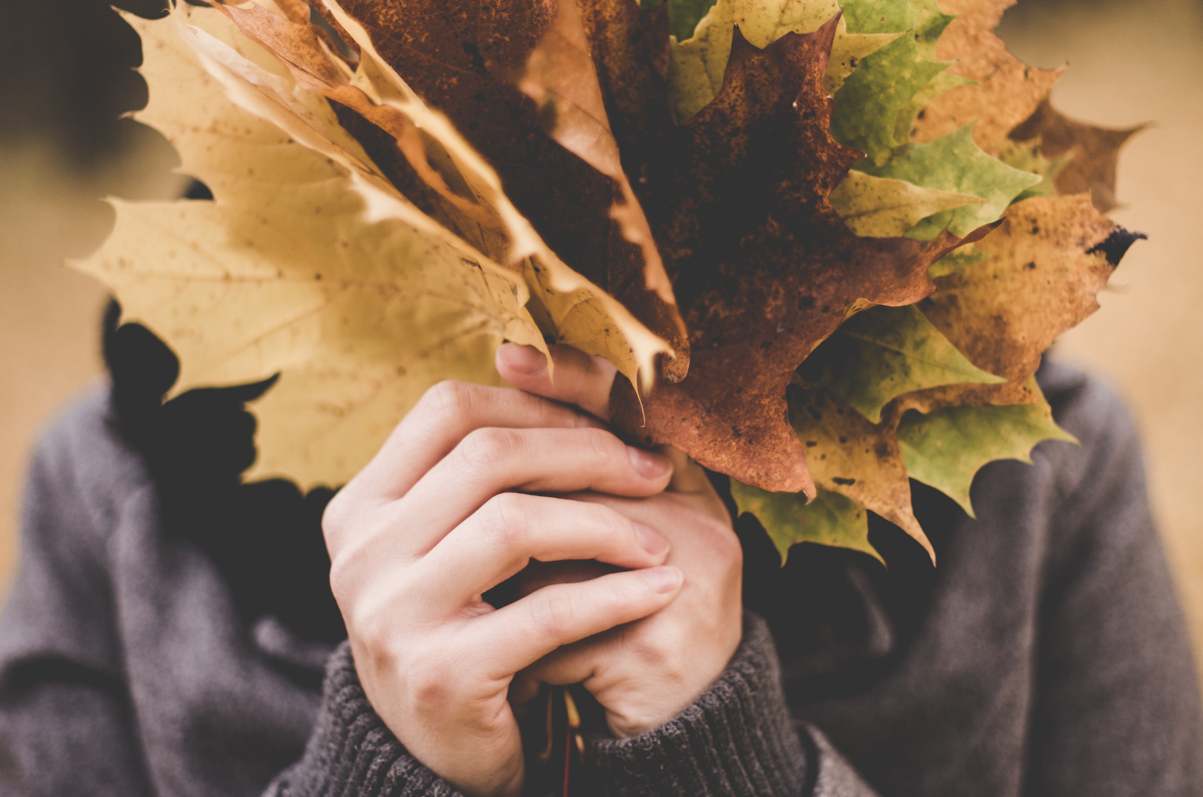 a person hiding their face behind a bouquet of autumn leaves in wilanw, autumn leaf bouquet 4k, HD Wallpaper