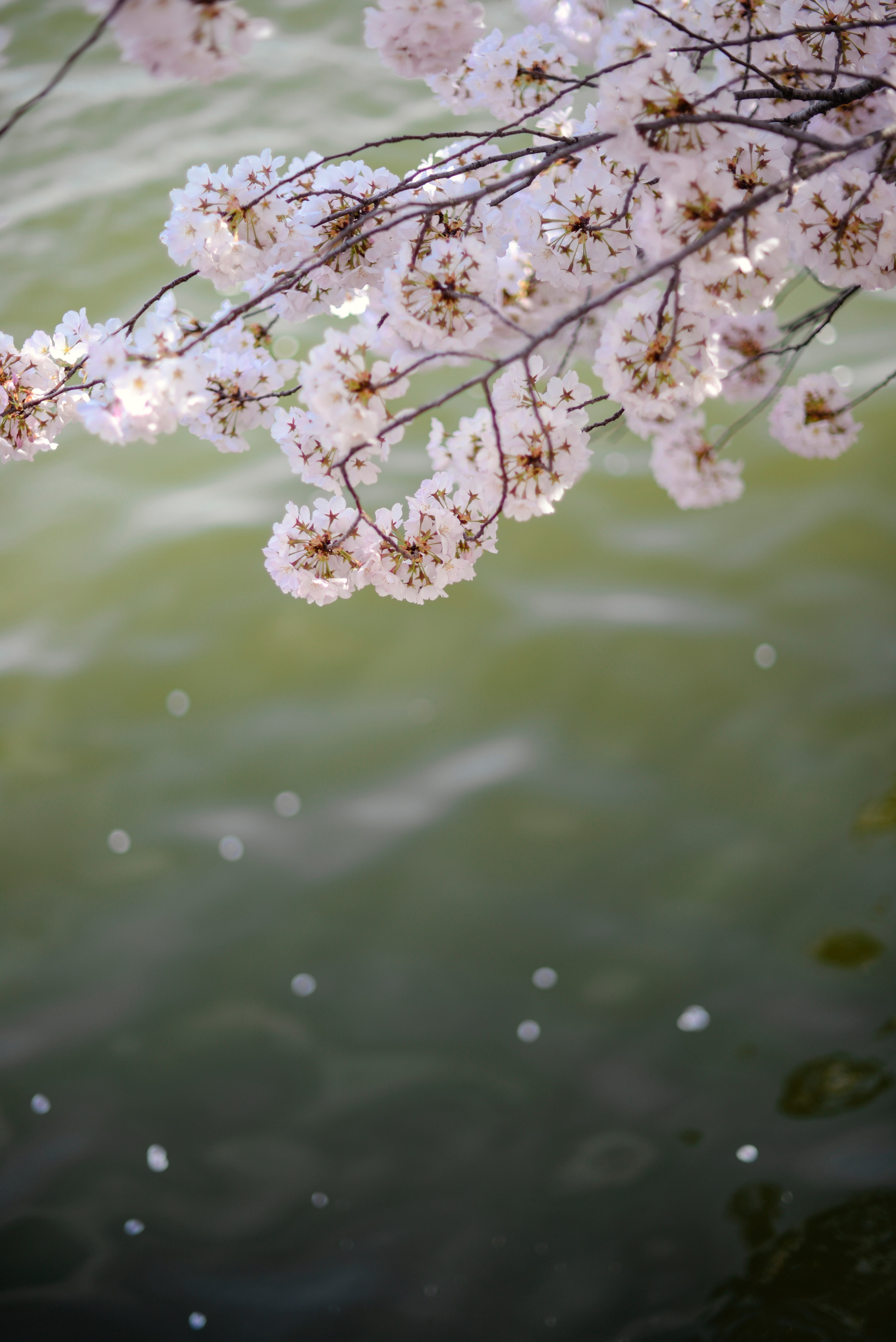 branch cherry blossom branch over water and bloom hd, 4k, Phone HD Wallpaper