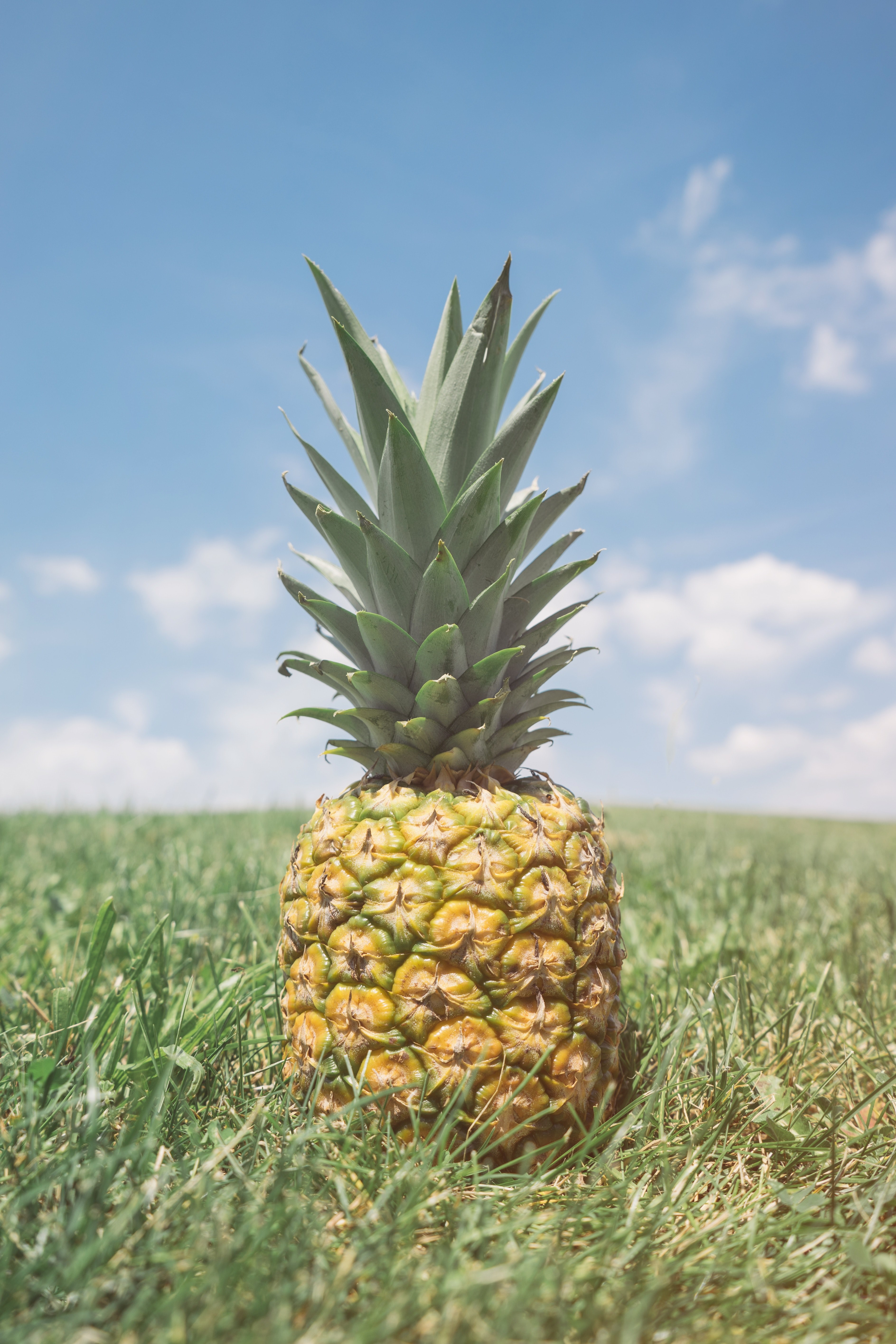 single pineapple in the grass on a sunny day, pineapple on grass 4k, Phone HD Wallpaper