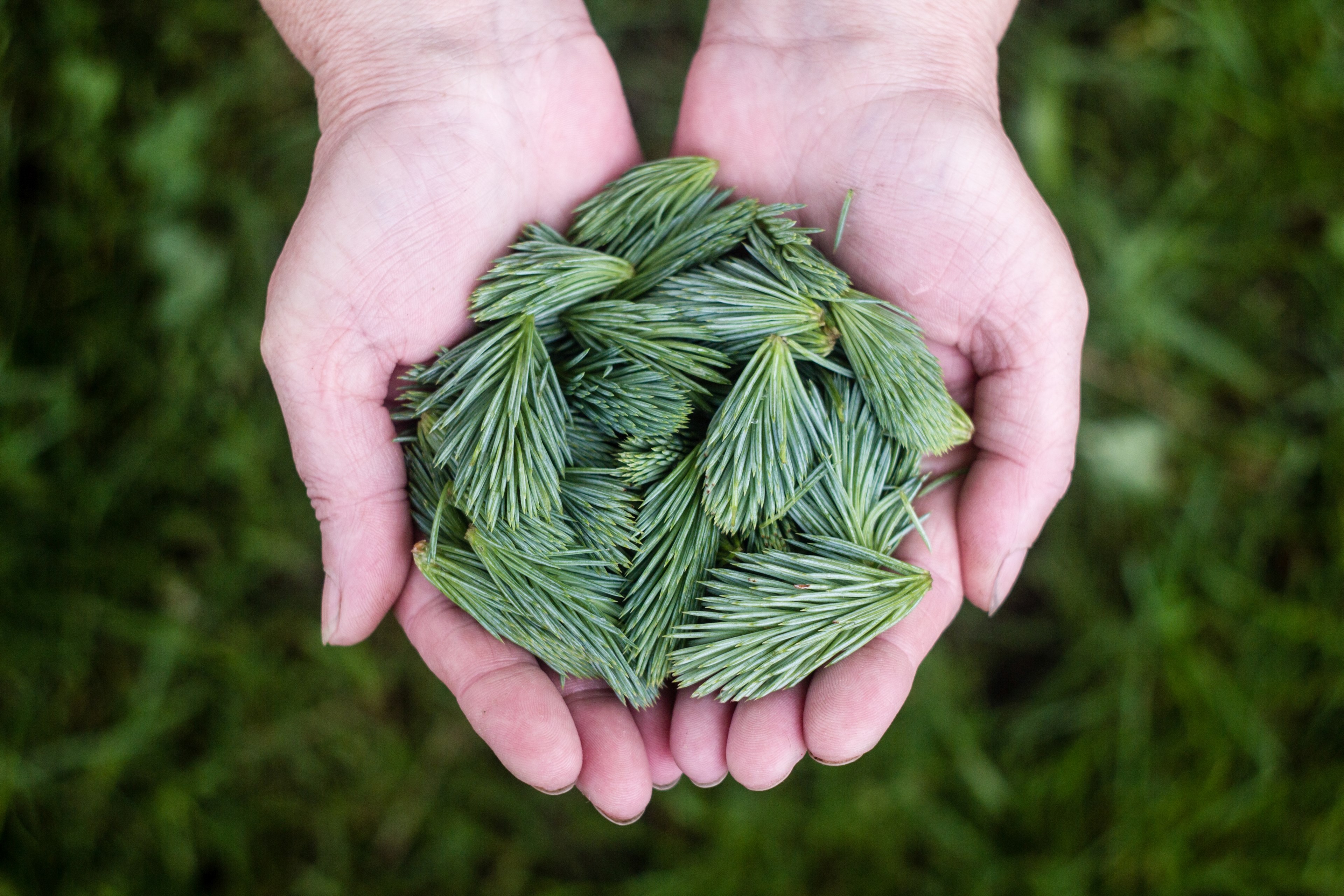 a persons cupped hands holding green branchlets of pine needles, pine needles in cupped hands 4k, HD Wallpaper