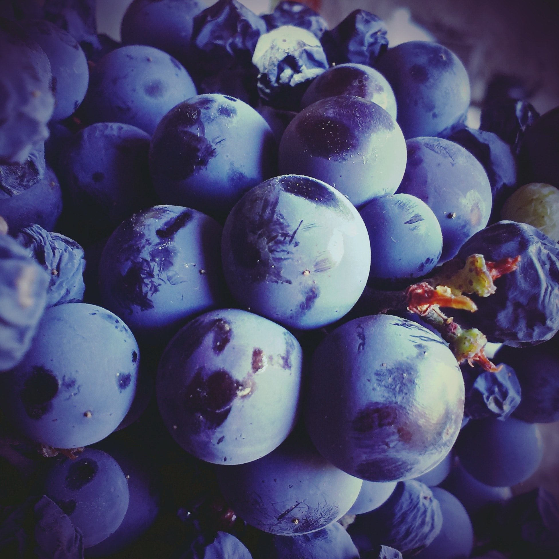 photographer developer business and fruit 4k, HD Wallpaper