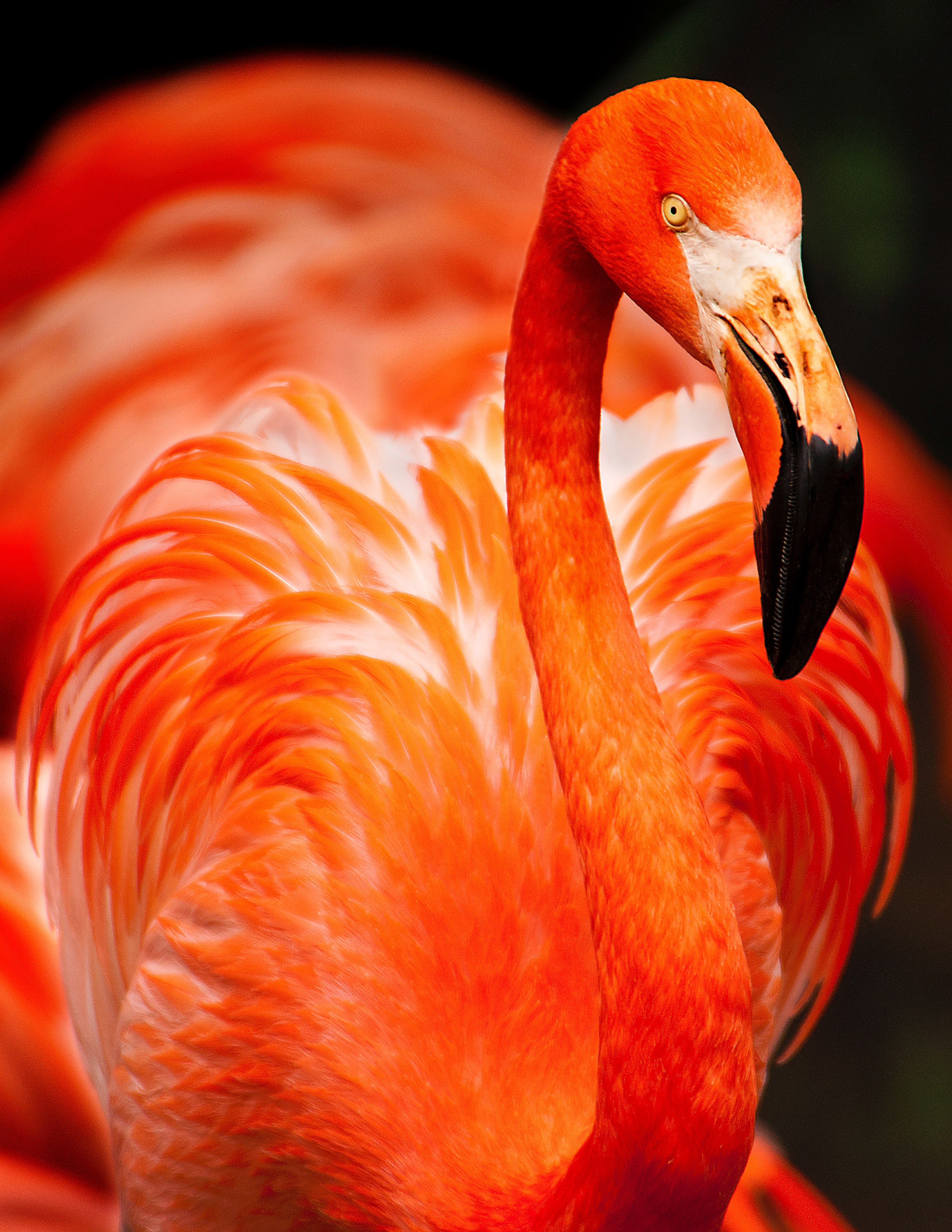 flamingo bird beak and feather hd, 4k, Phone HD Wallpaper