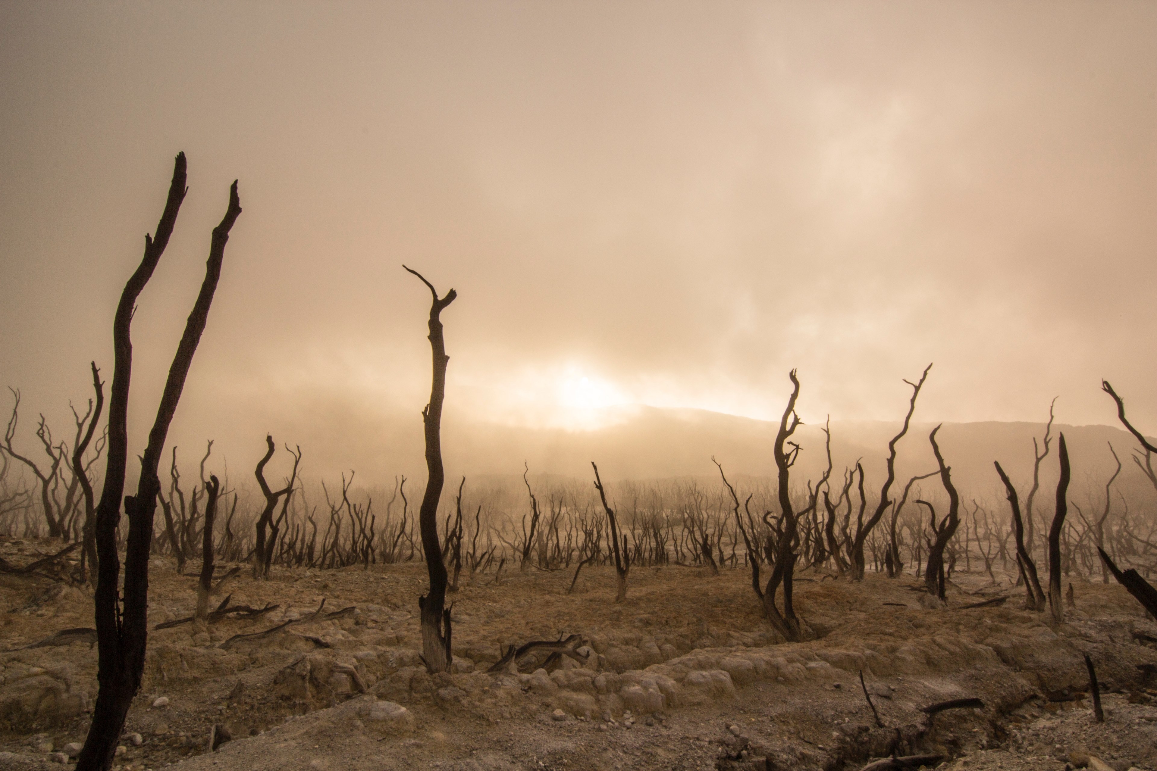 tree barren dirt and dusty 4k, HD Wallpaper
