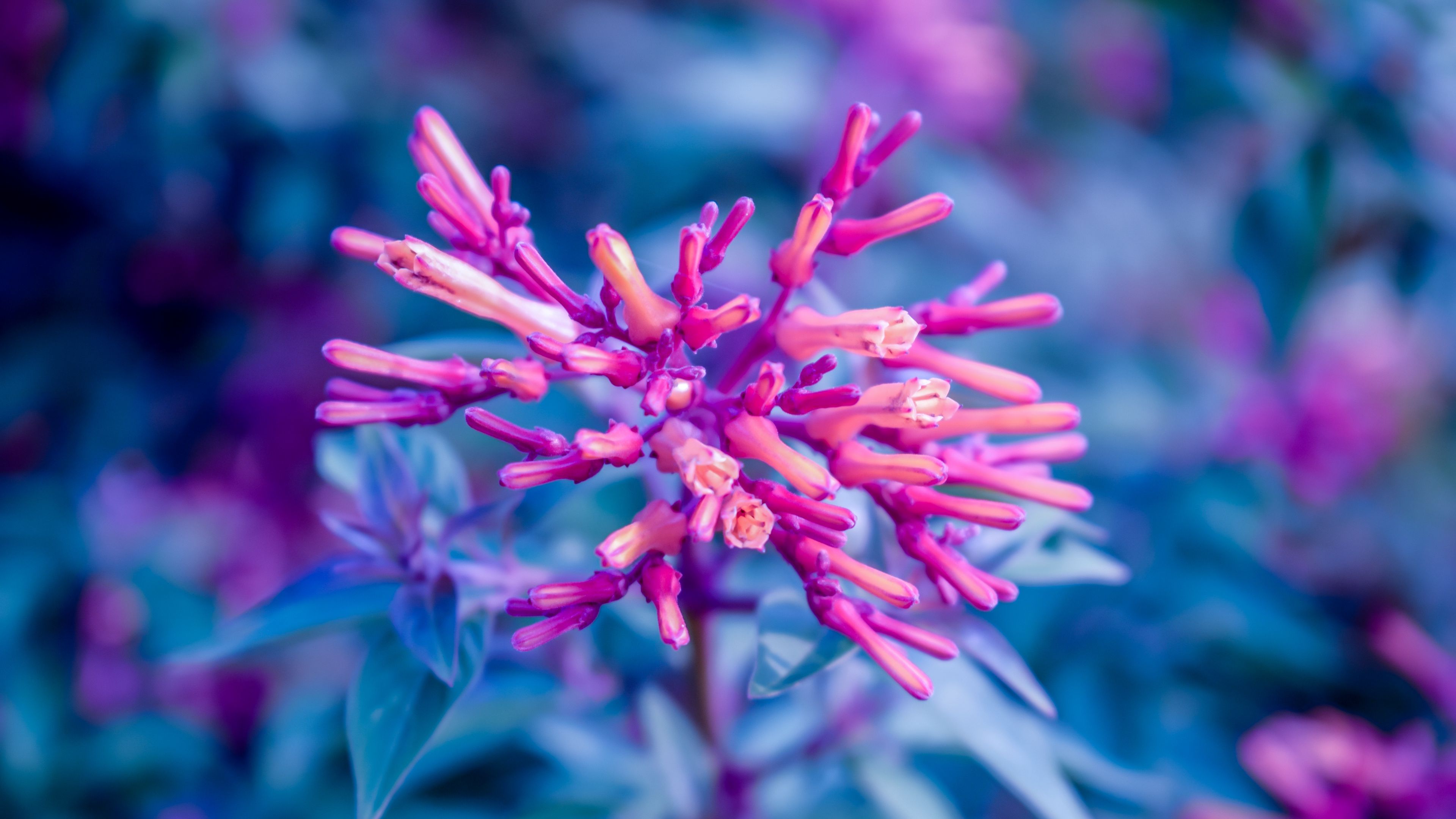 flower, plant, bloom, close-up, 4k, HD Wallpaper