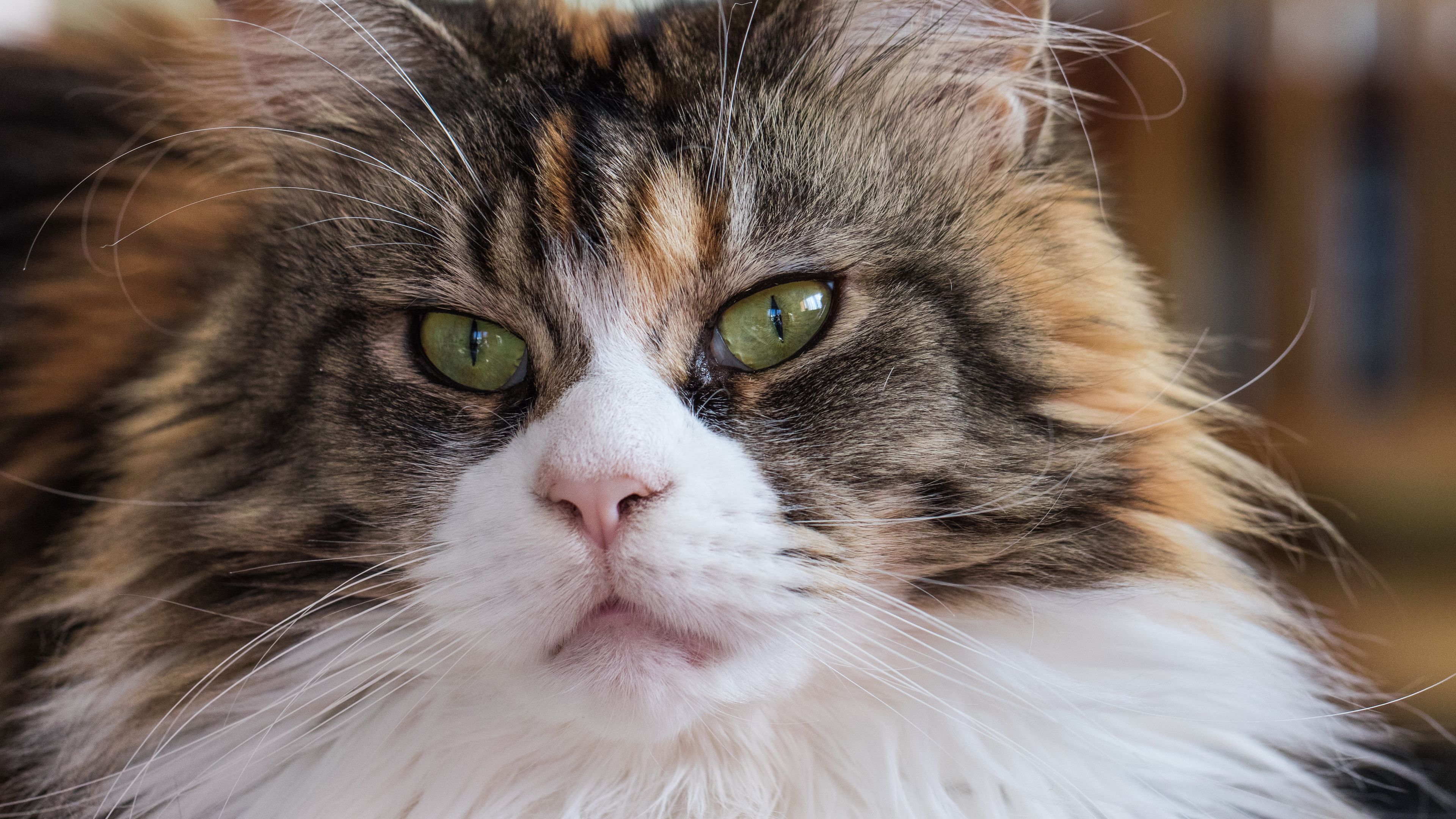 maine coon, cat, muzzle, fluffy, 4k, HD Wallpaper