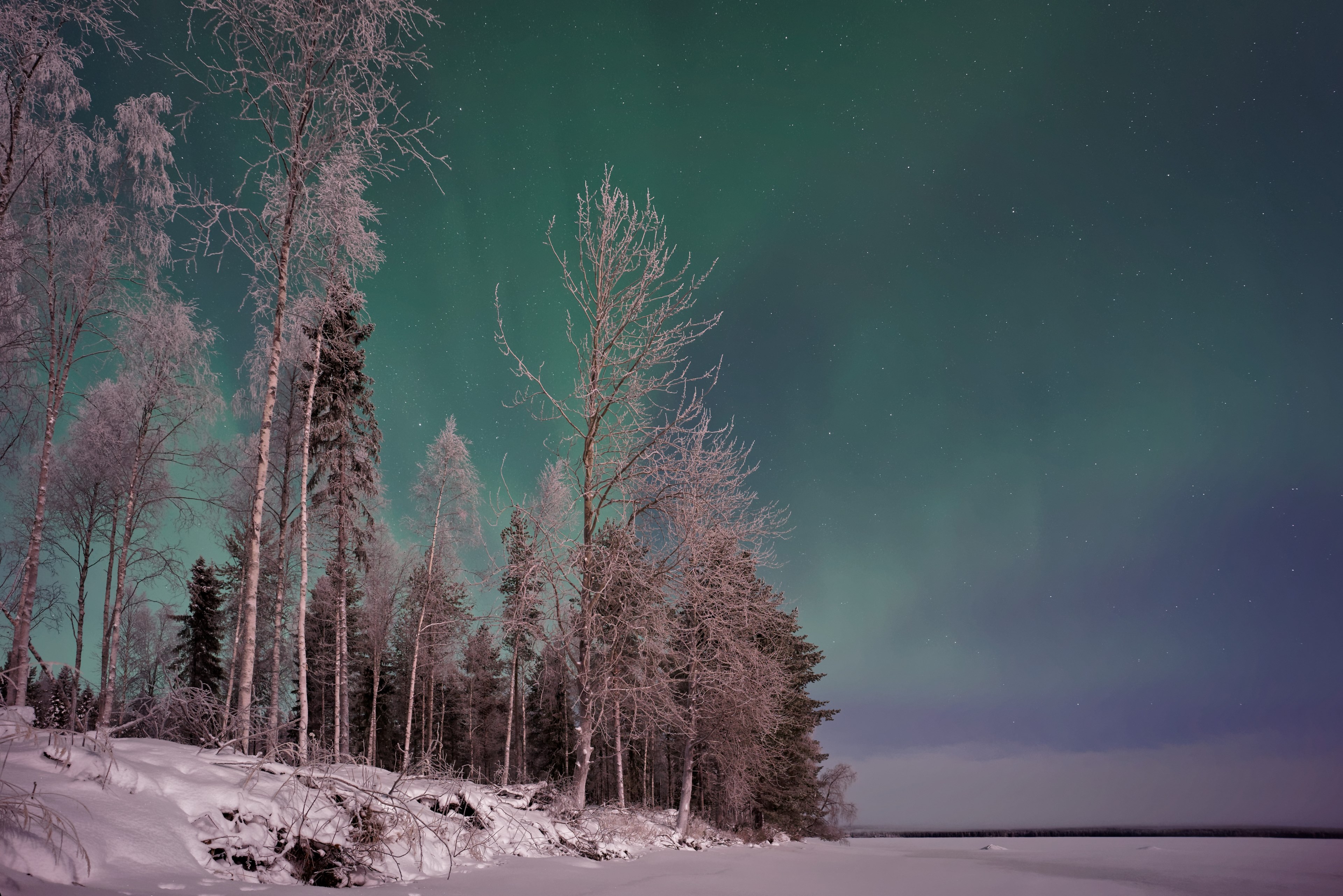 tree aurora boreali northern light and winter 4k, HD Wallpaper