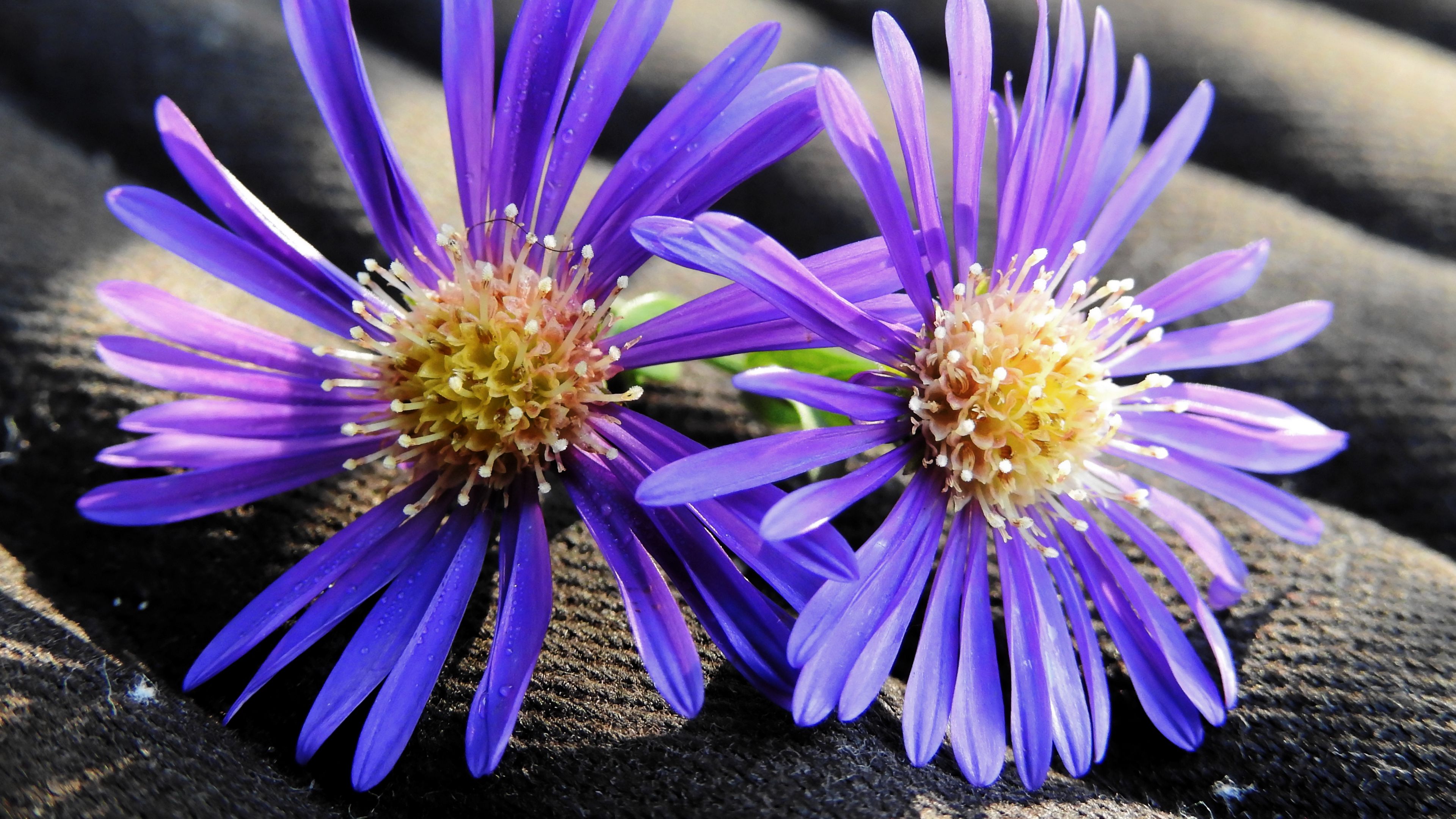 flowers, buds, petals, 4k, HD Wallpaper