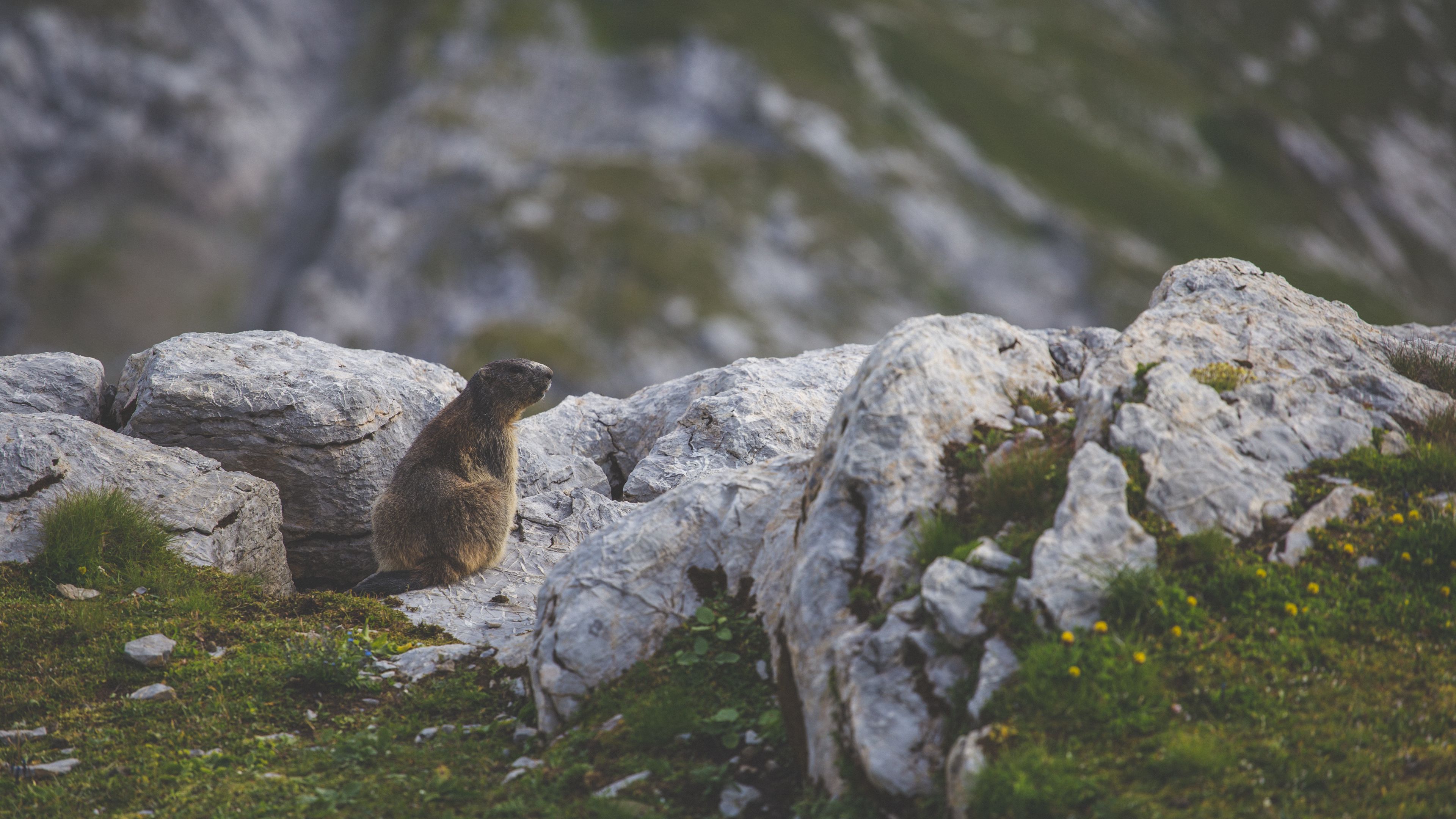 beaver, sitting, grass, rocks, 4k, HD Wallpaper
