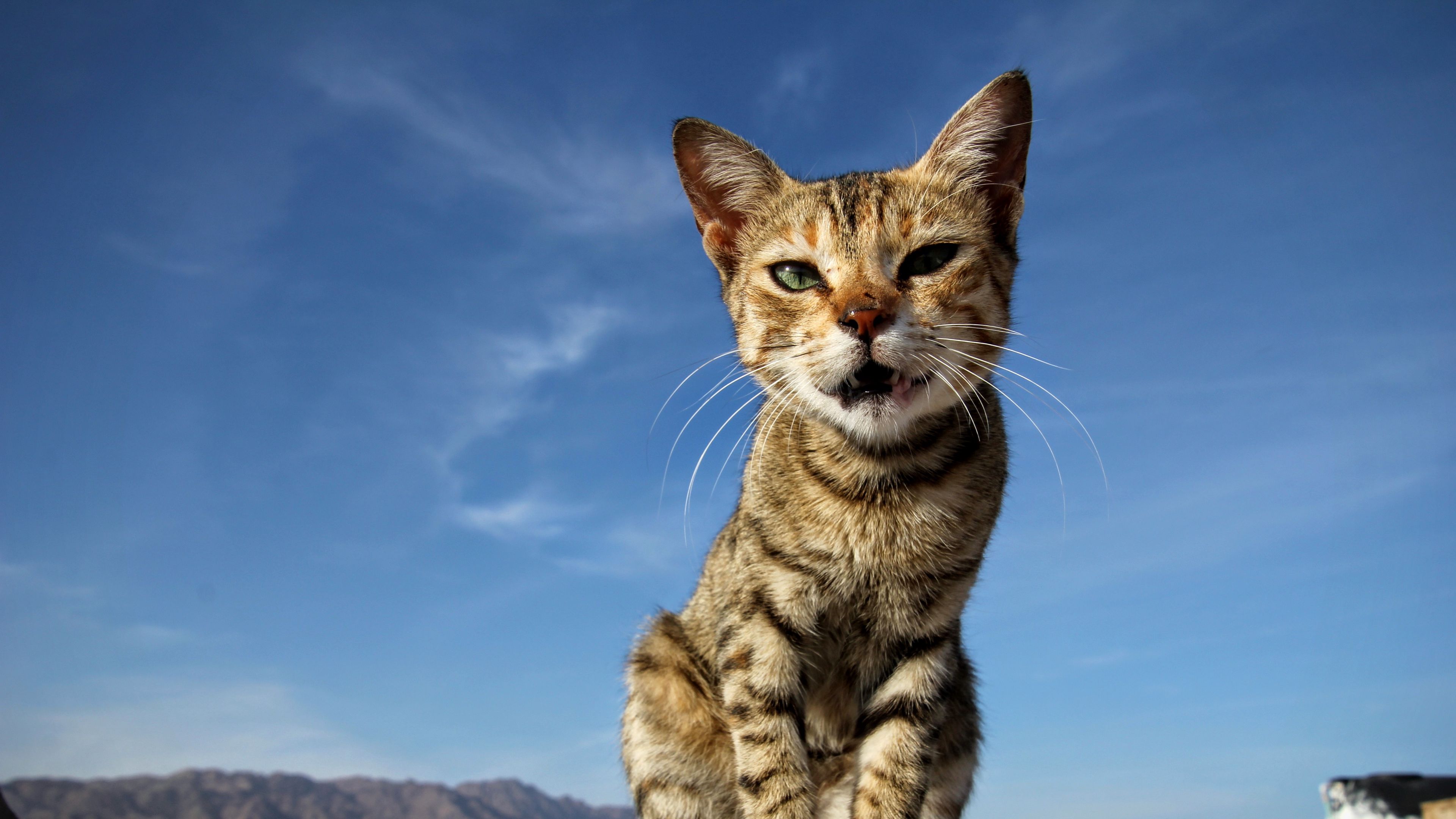cat, sitting, kitten, 4k, HD Wallpaper