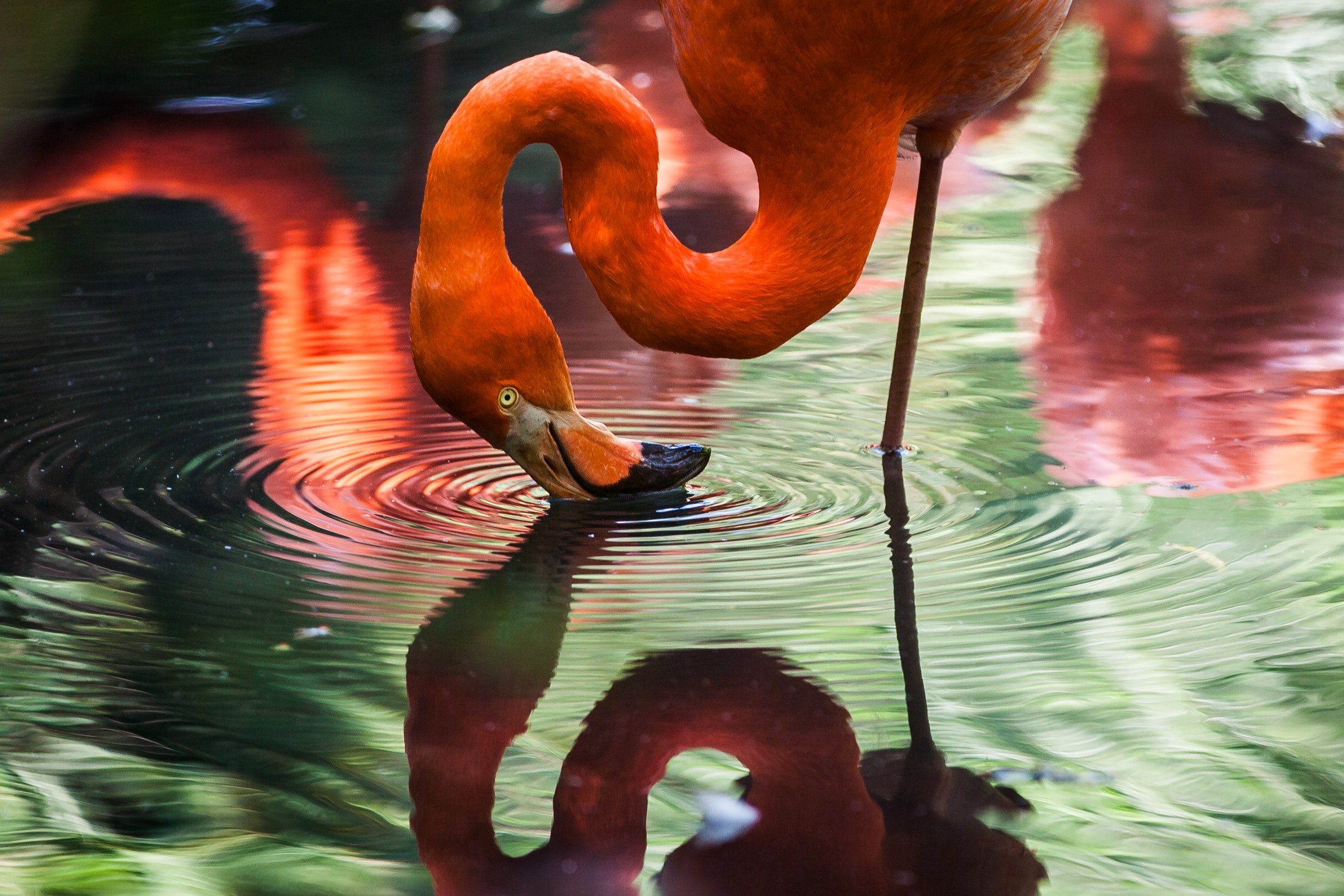 flamingo ripple reflection and 4k, HD Wallpaper