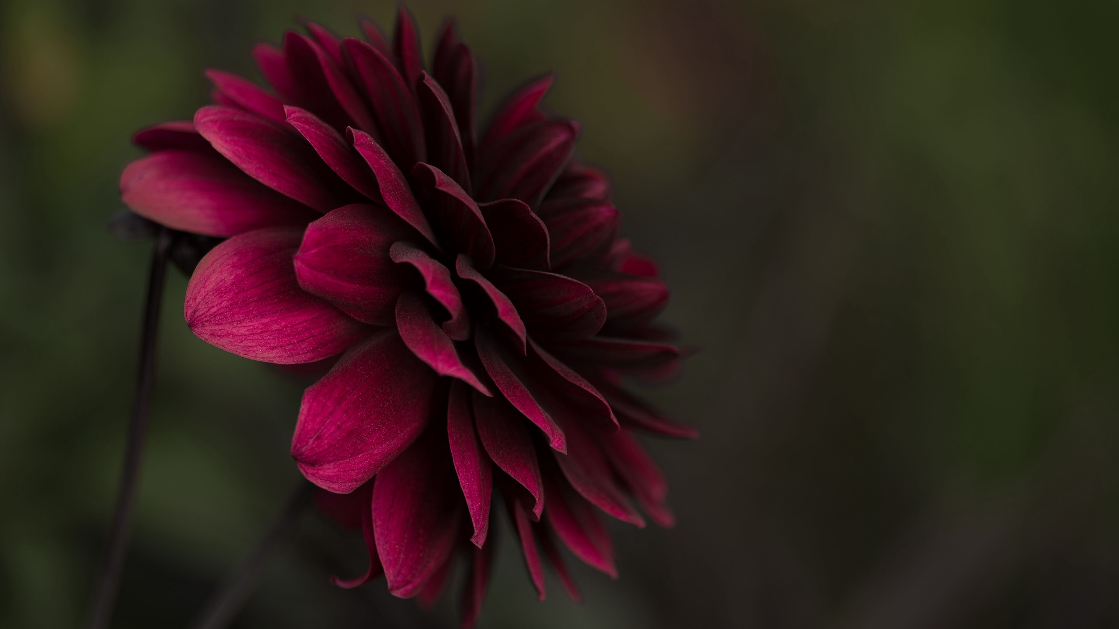 flower, bud, petals, blur, 4k, HD Wallpaper