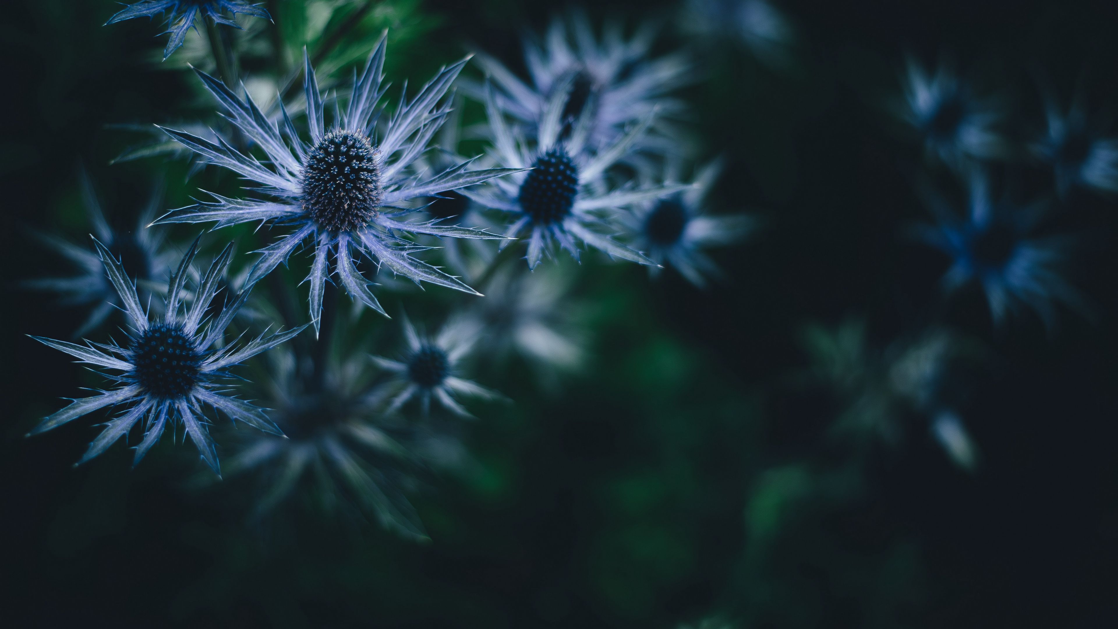 plant, prickly, dark, 4k, HD Wallpaper
