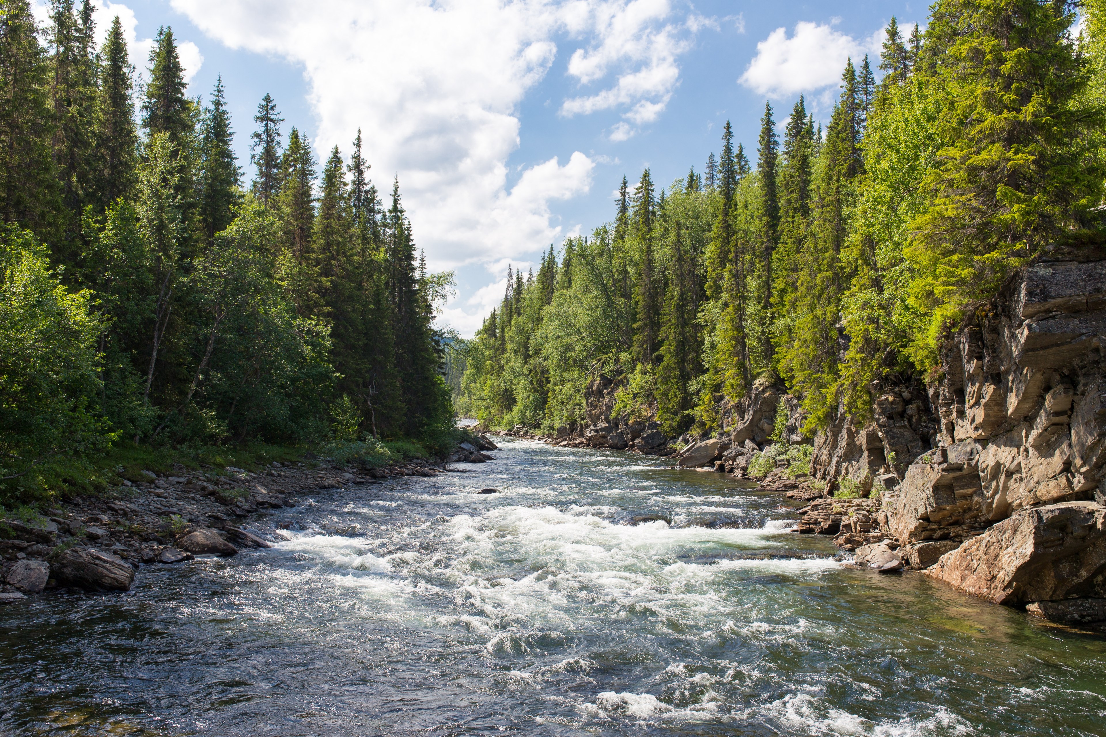 the river and trees in gddede, frothy tree lined stream 4k, HD Wallpaper