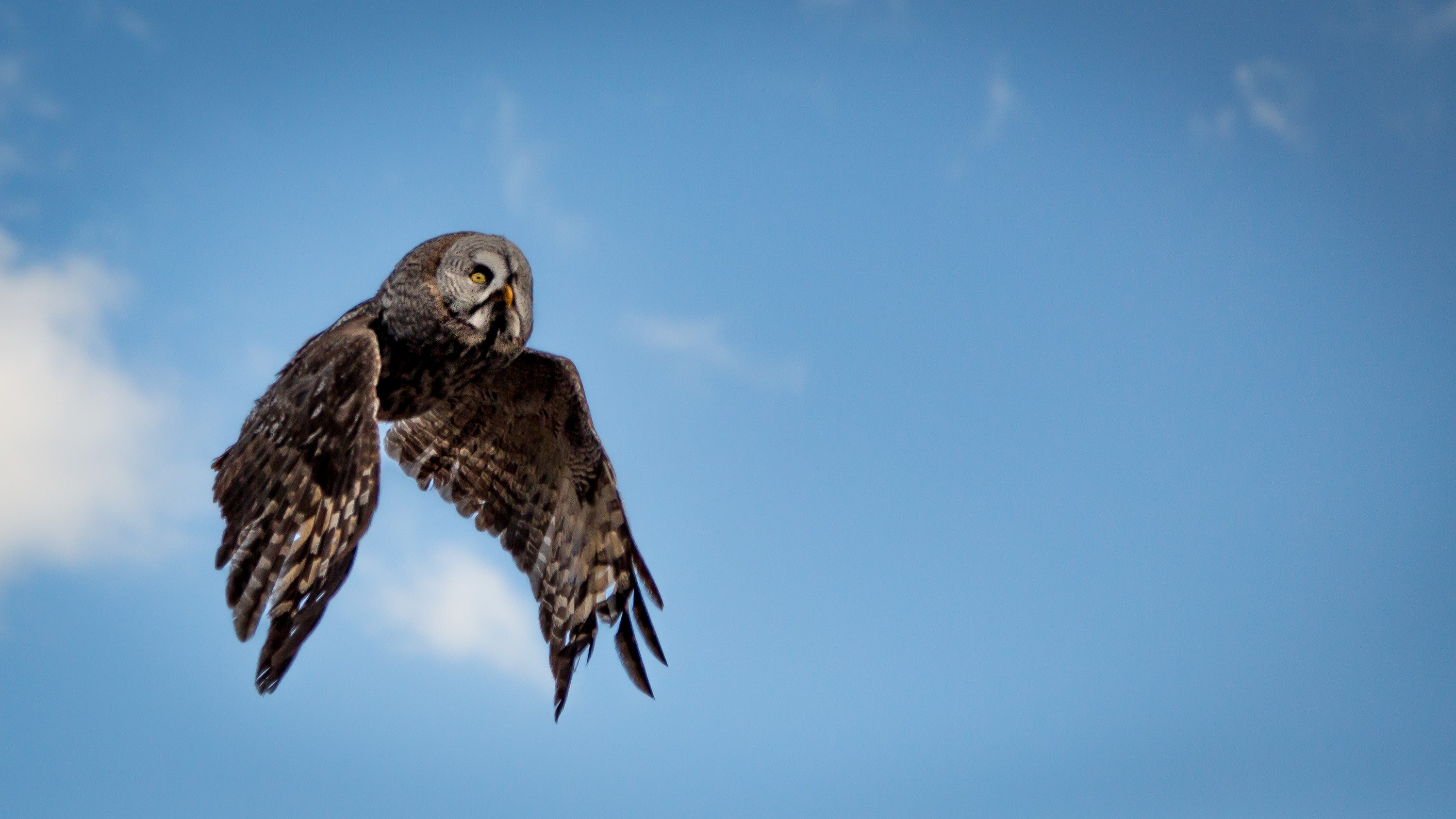 wild owl flies across a blue sky toward its prey, owl in the sky 4k, HD Wallpaper
