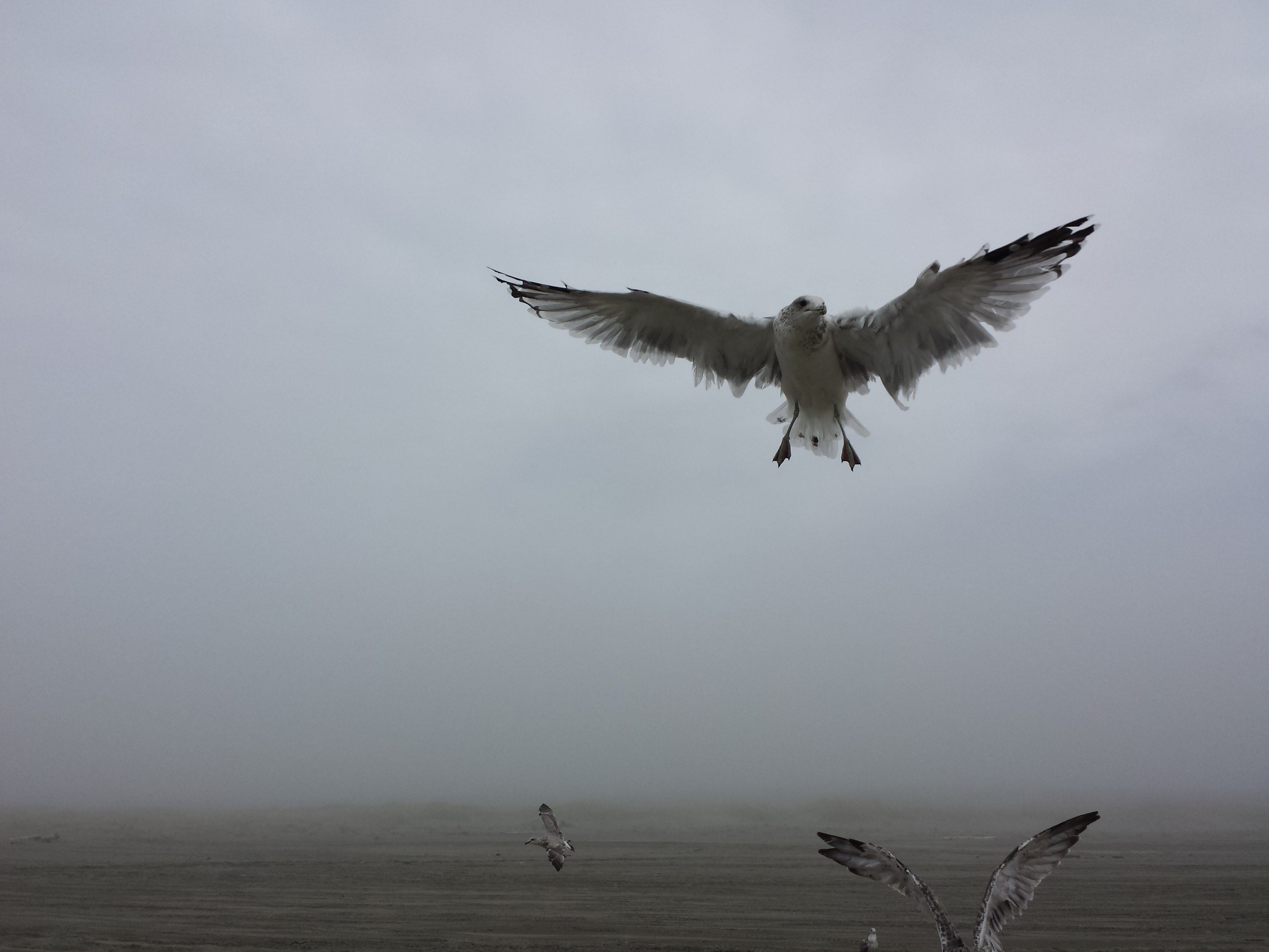 seagulls fly over the ocean shore on a foggy day, birds by the bay 4k, HD Wallpaper