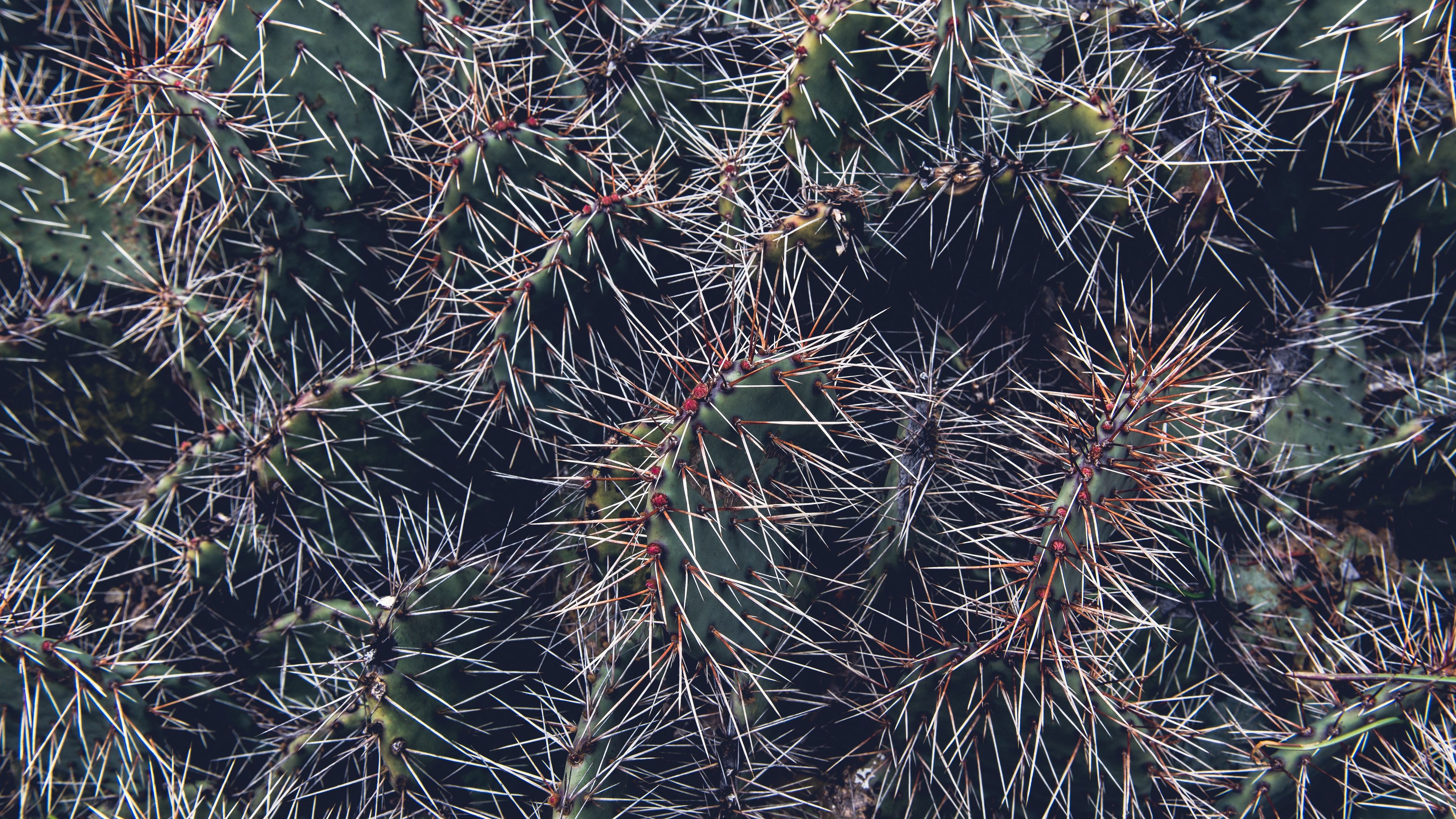 cactus, thorns, houseplant, 4k, HD Wallpaper