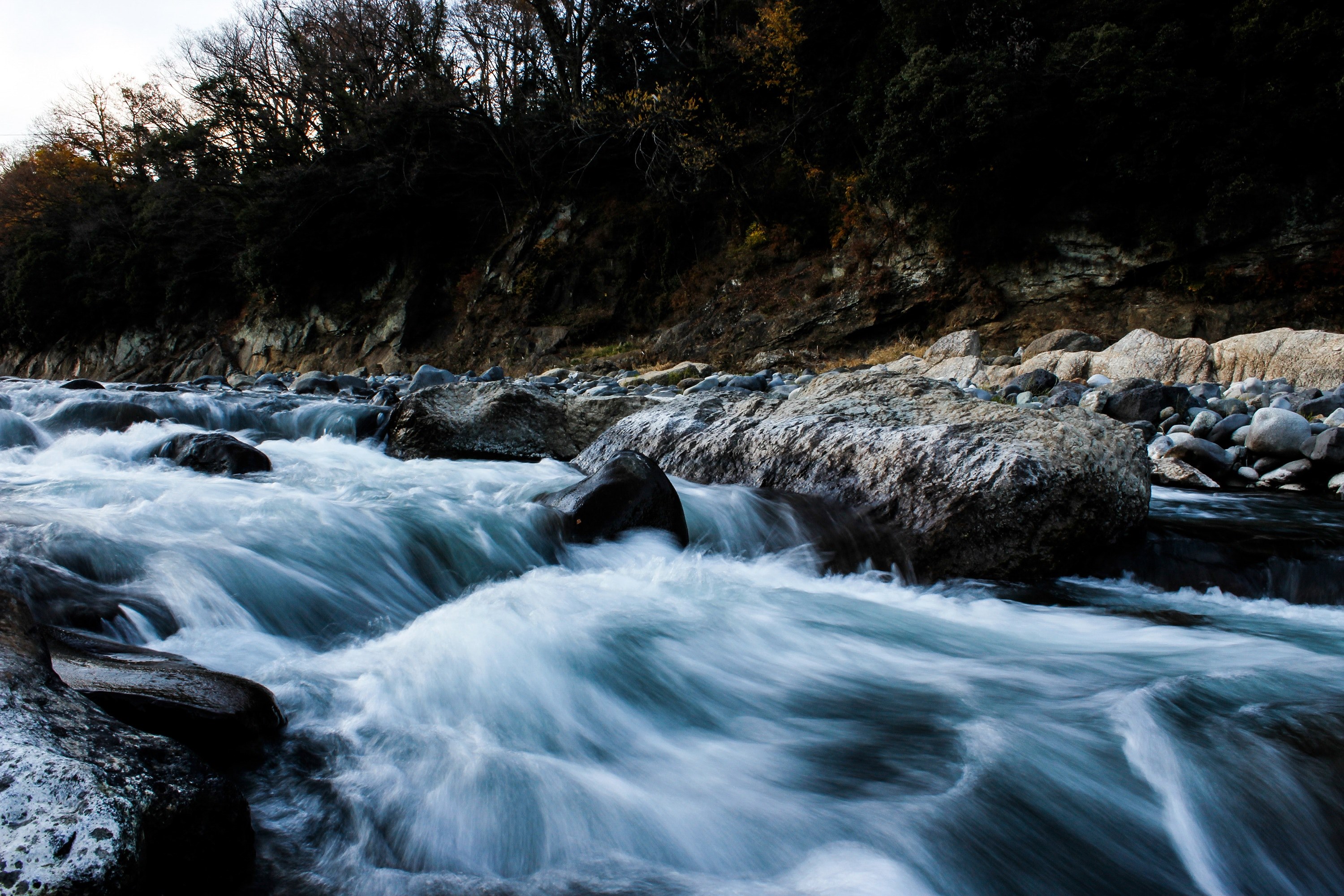 river water tree and rapid 4k, HD Wallpaper