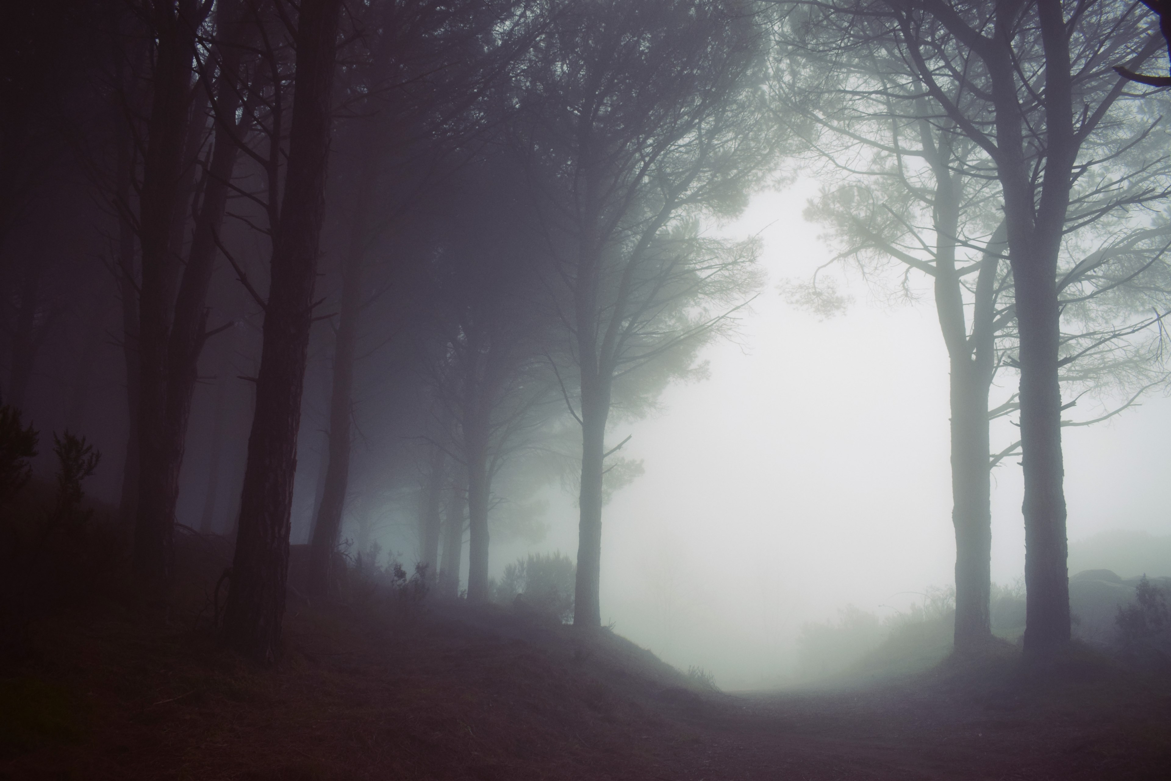 fog at the edge of a forest in monte perone, forest mist 4k, HD Wallpaper