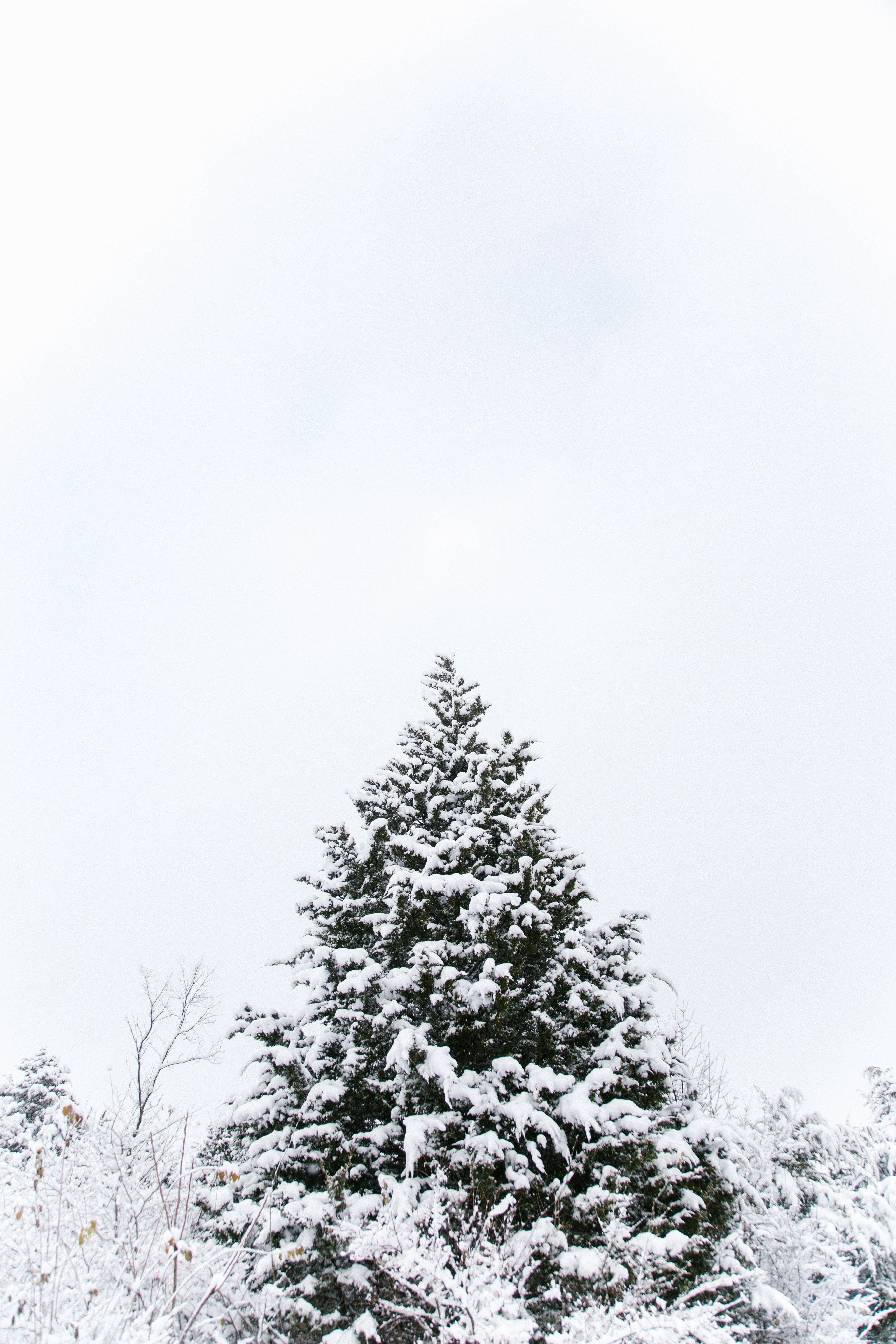 the top of a tree covered in snow, _snow covered 4k, Phone HD Wallpaper