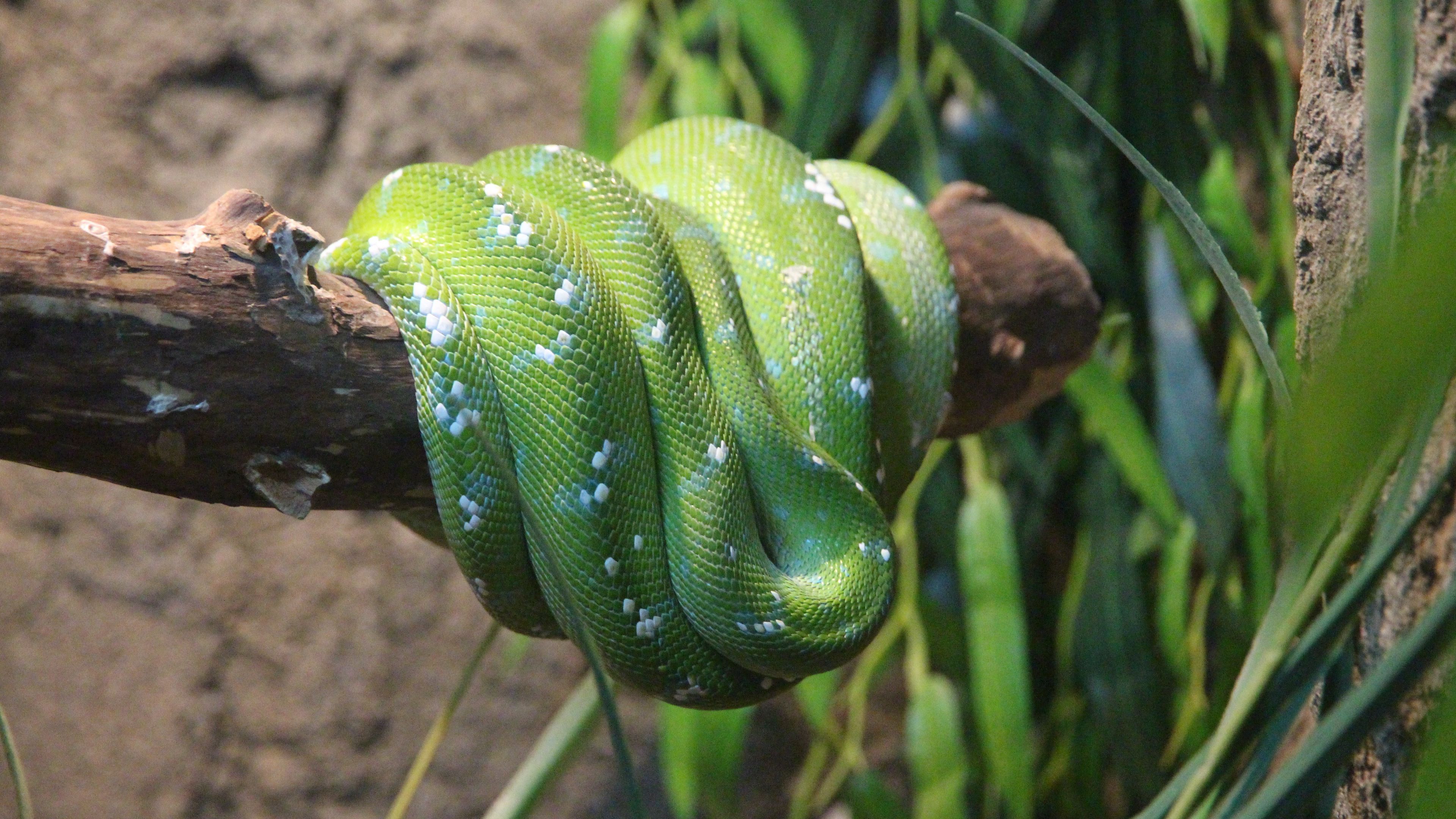 boa, snake, color, 4k, HD Wallpaper