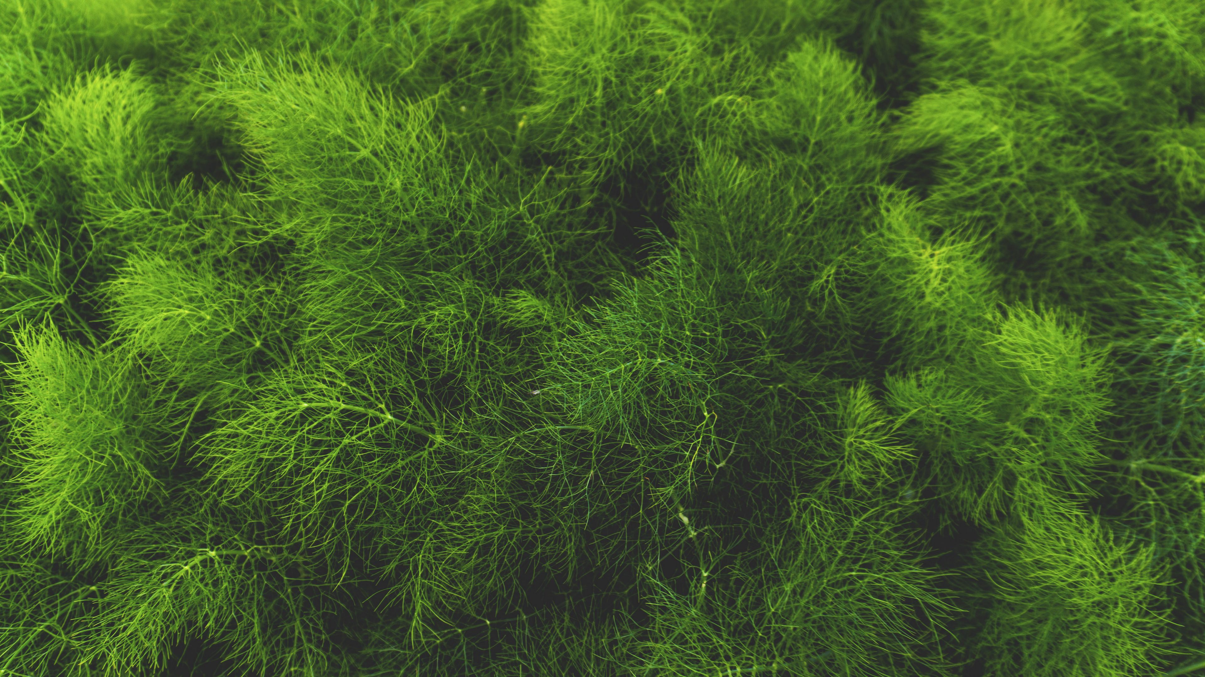 grass, green, plant, 4k, HD Wallpaper