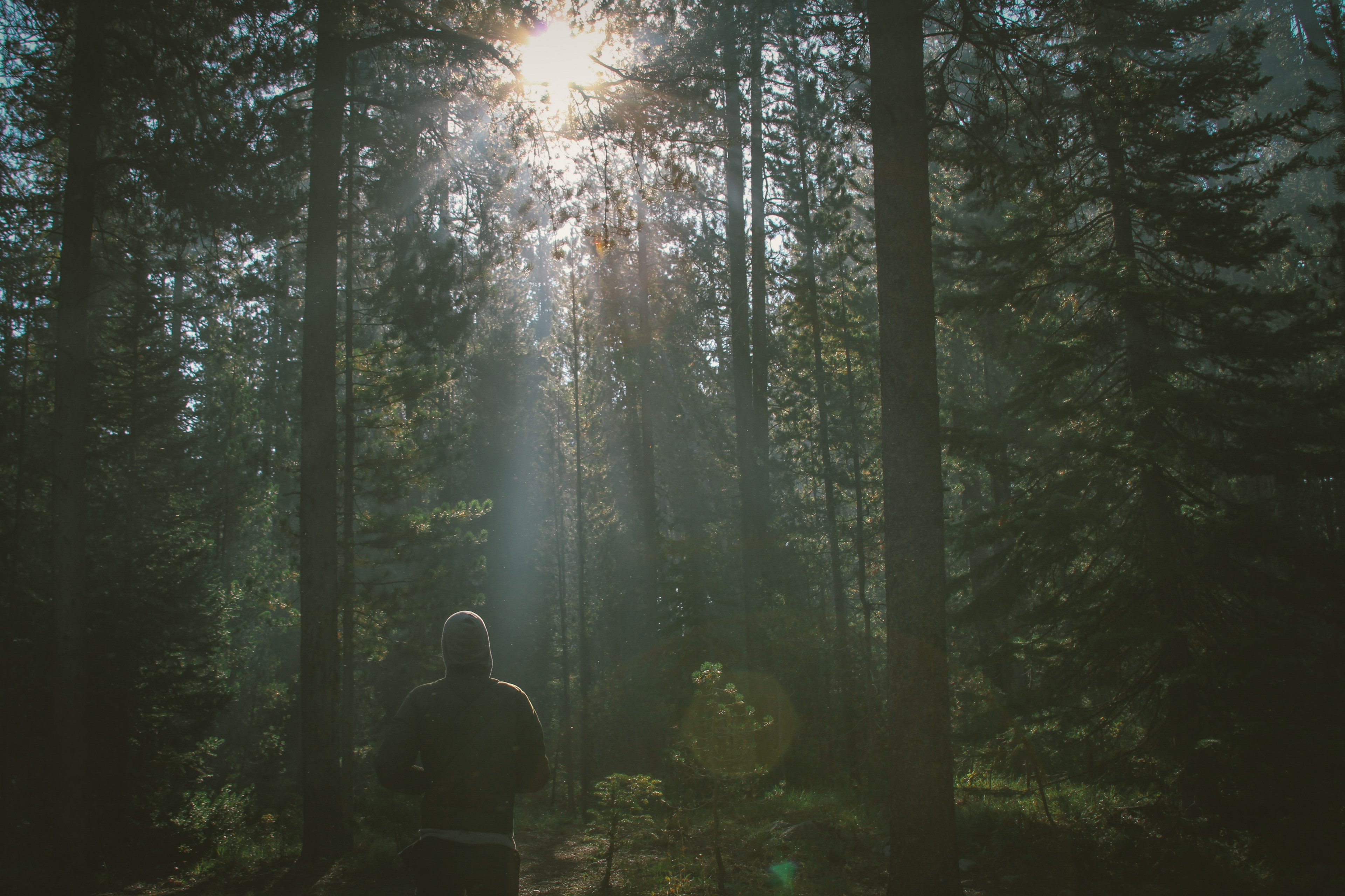 a hooded person hiking in a misty pine forest on a sunlit morning, hike in the woods 4k, HD Wallpaper