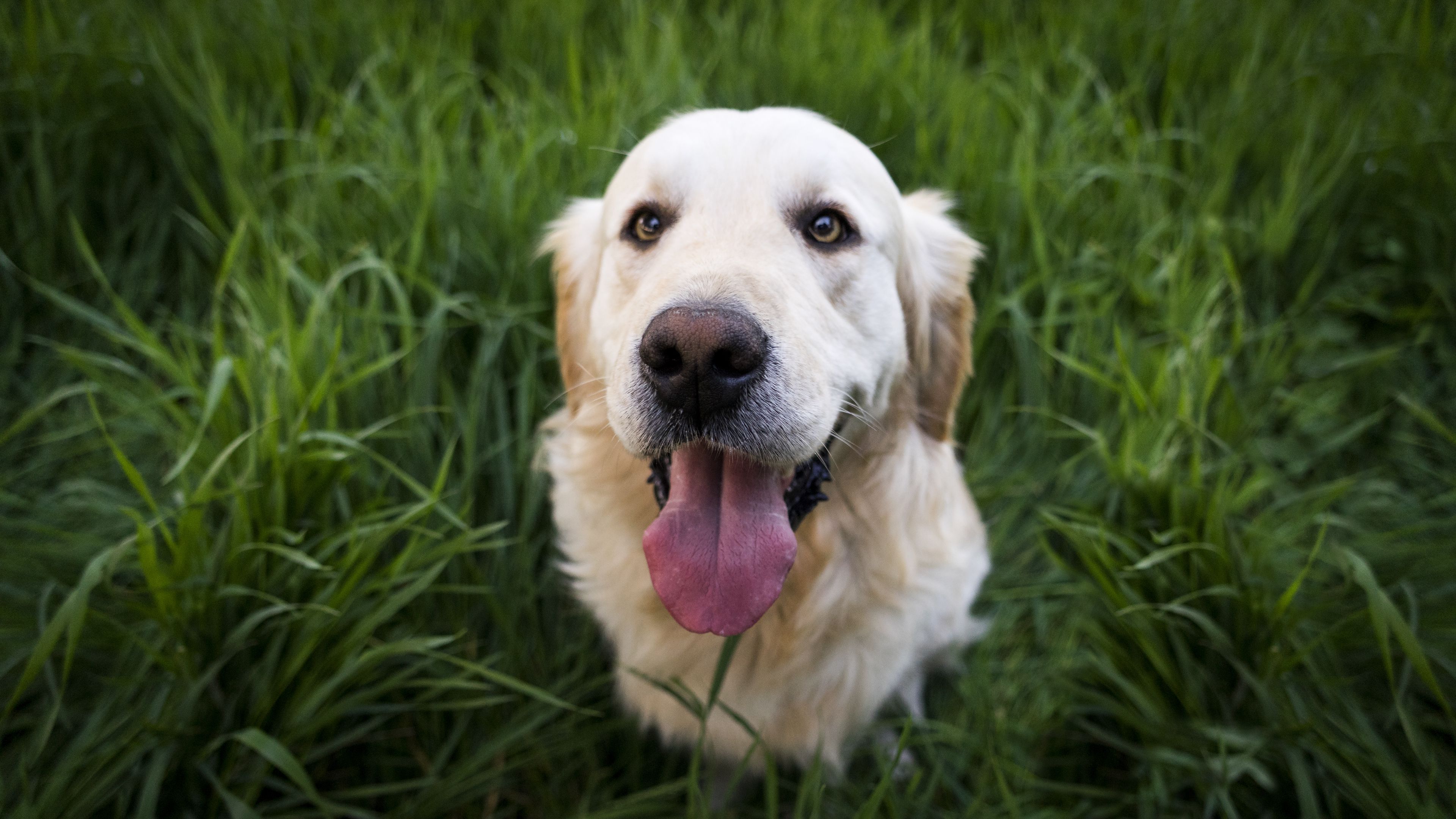 golden retriever, dog, muzzle, 4k, HD Wallpaper