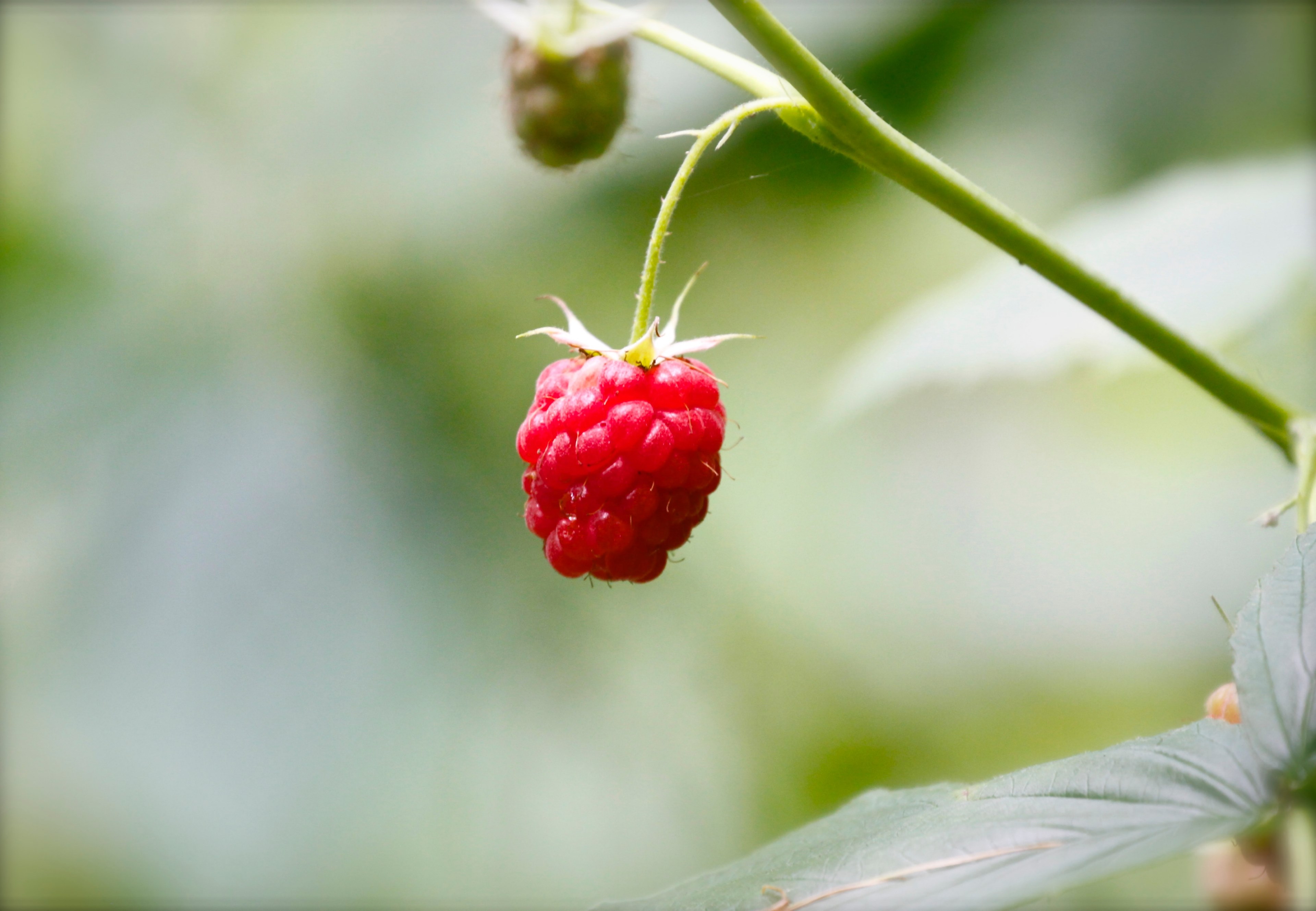 raspberry fruit grows on a plant in the wild, wild raspberry 4k, HD Wallpaper