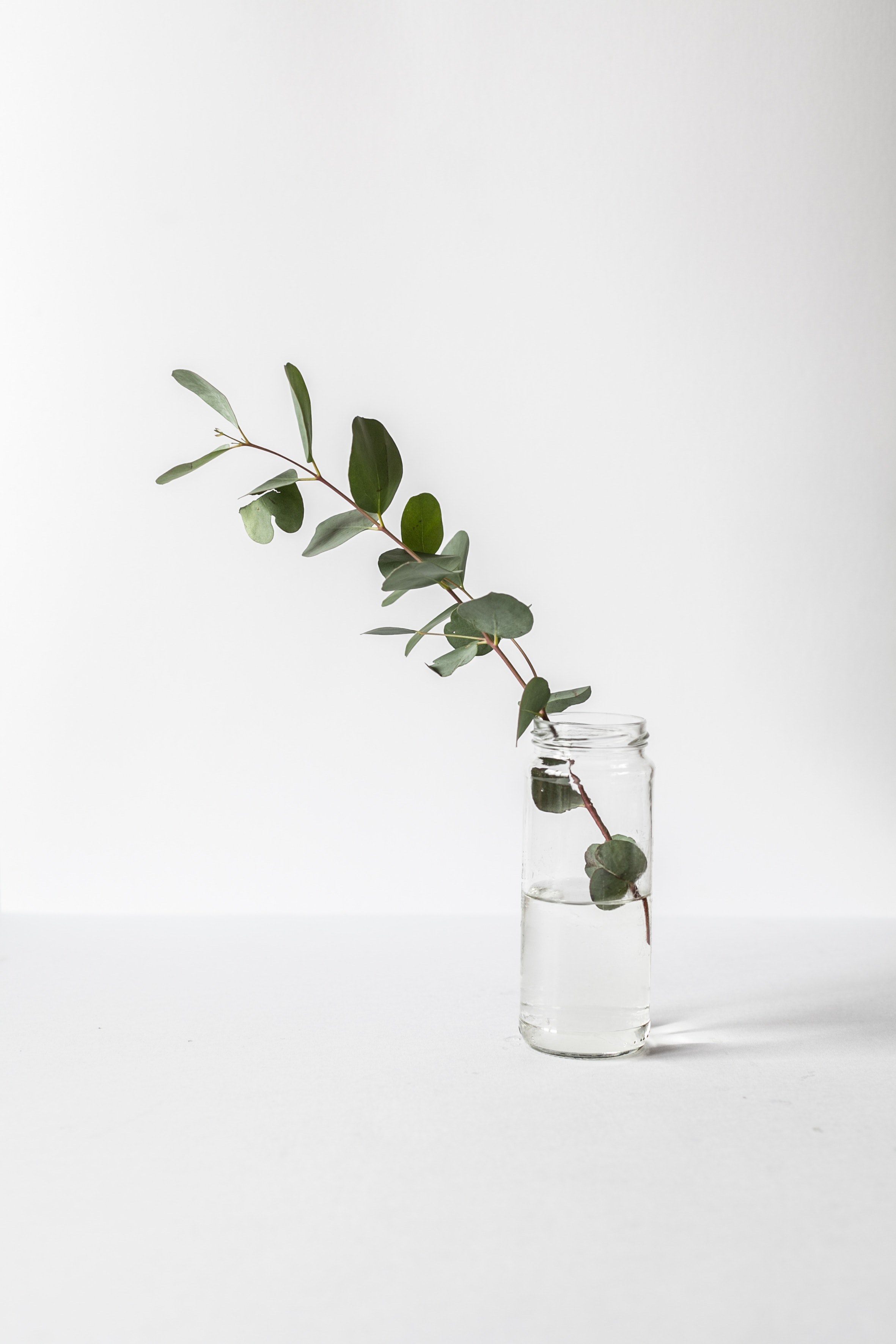 plant stem leaf and jar hd, 4k, Phone HD Wallpaper