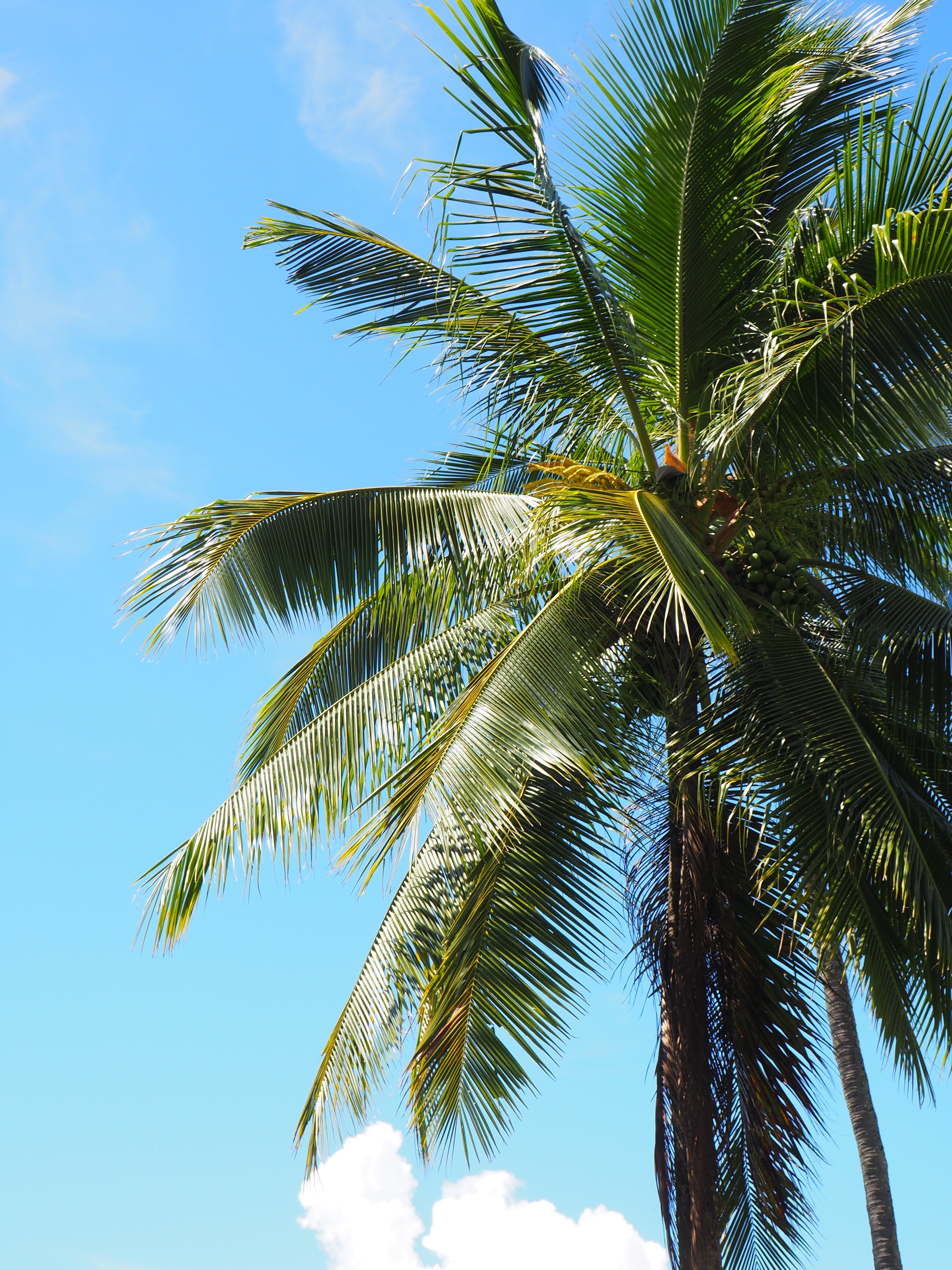 palms in paradise 4k, Phone HD Wallpaper