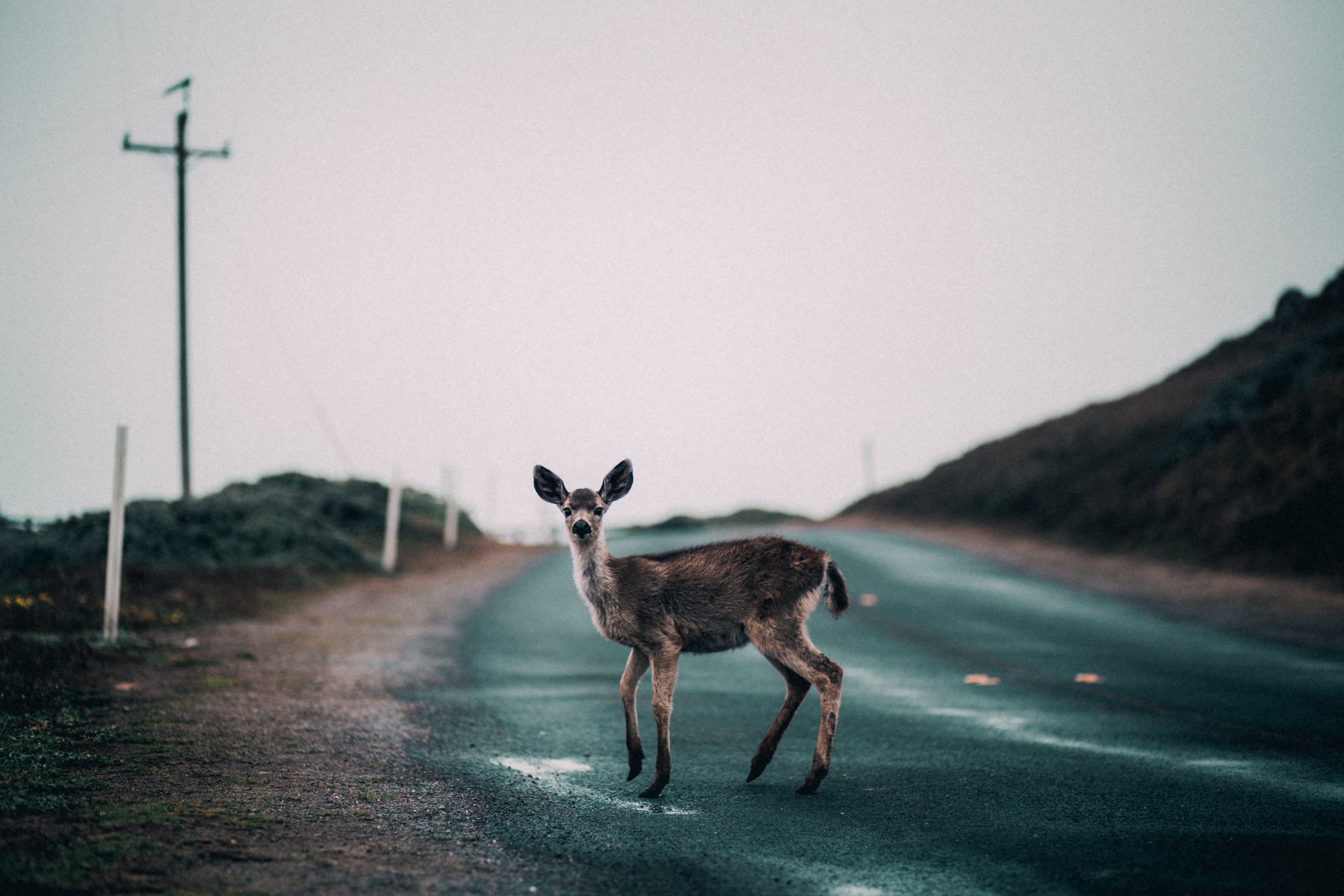 a deer caught looking up in the middle of the street crossing to the patch of grass beside a hill on an overcast day, sup 4k, HD Wallpaper