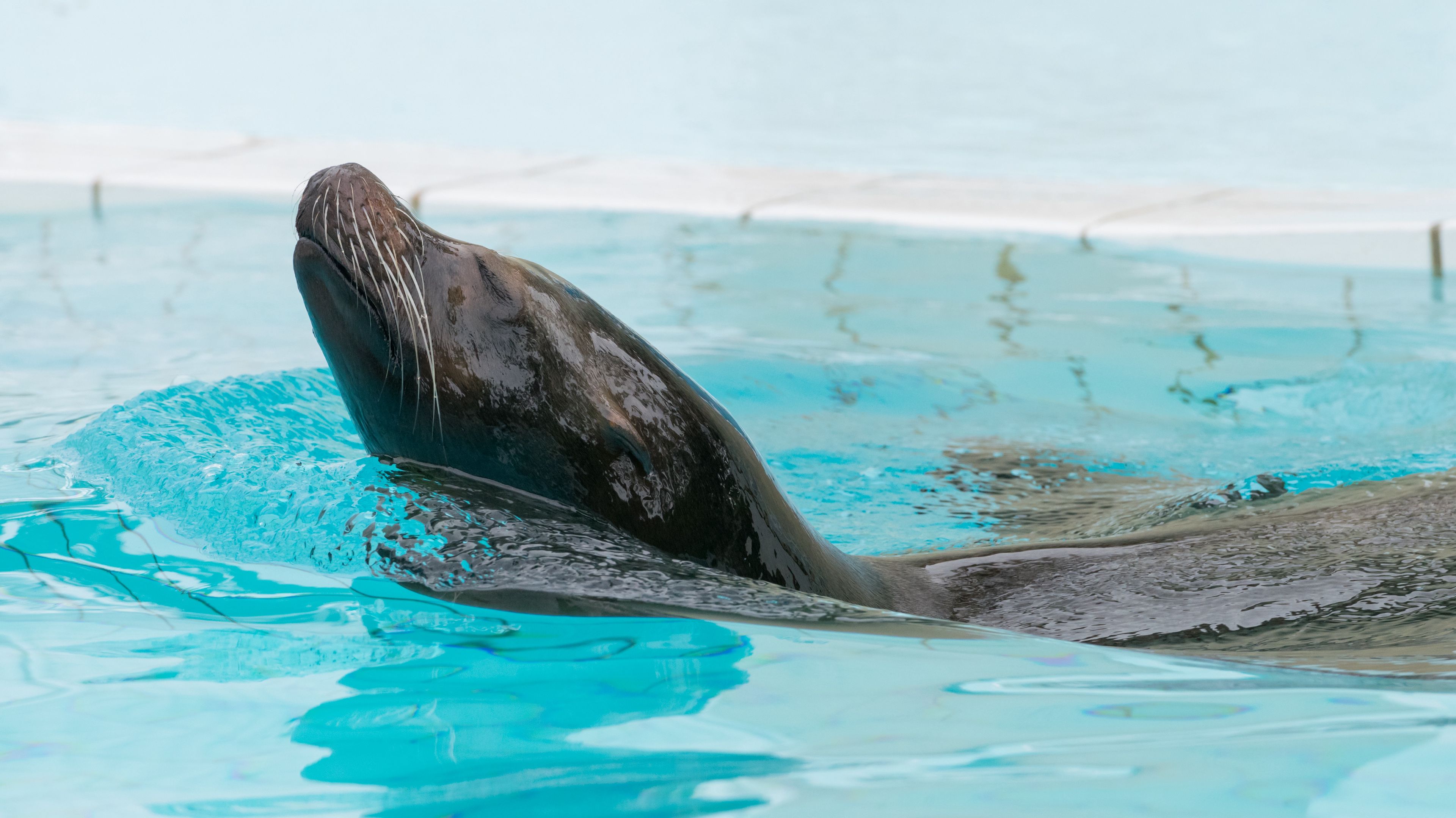 fur seal, swimming, pool, 4k, HD Wallpaper