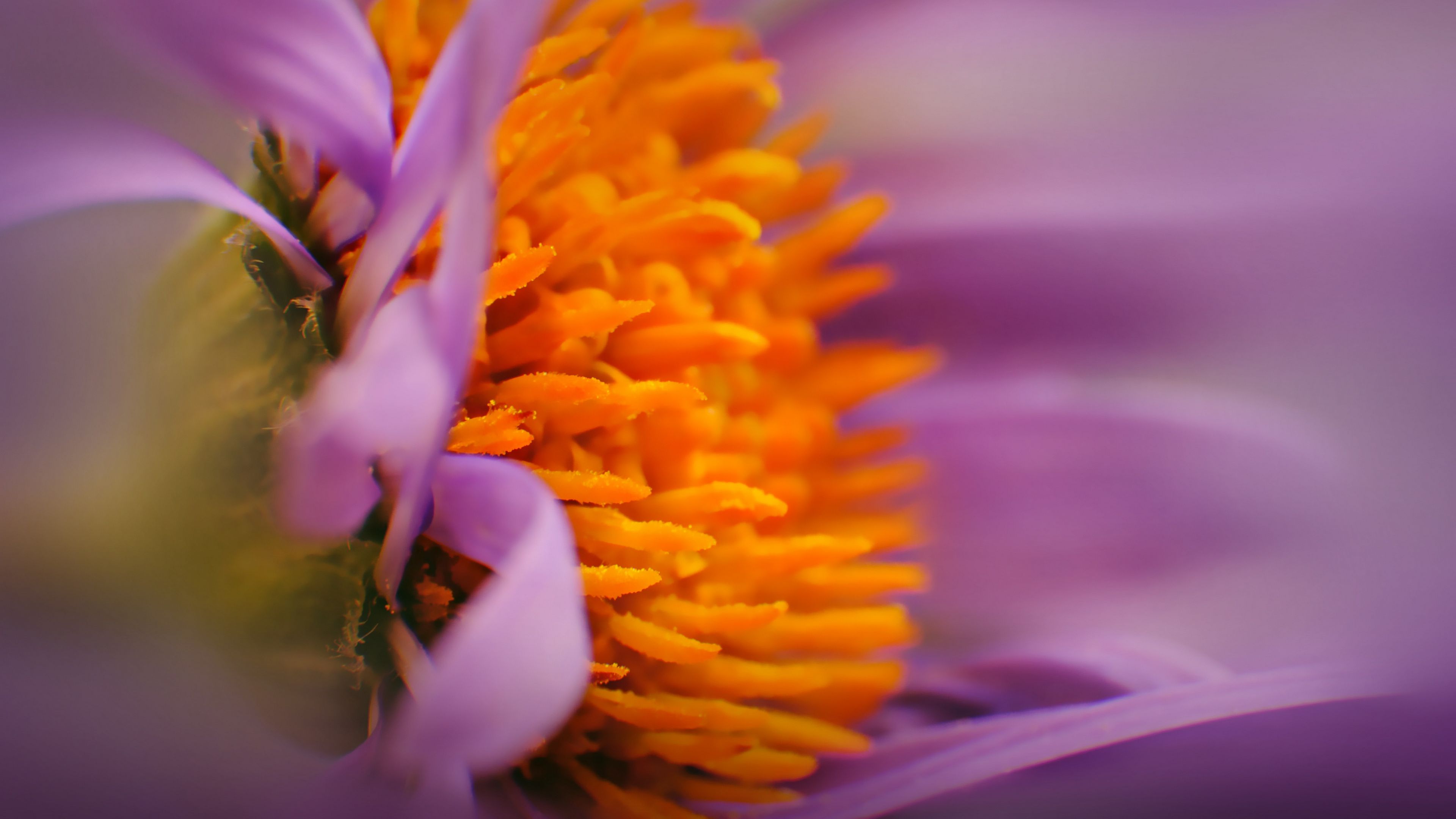 flower, bud, pollen, close-up, 4k, HD Wallpaper